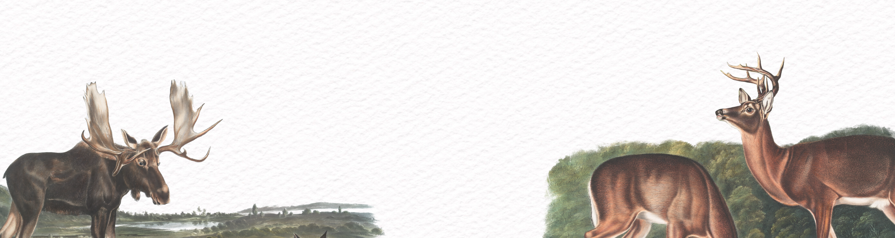 Big Game Wildlife Illustrations