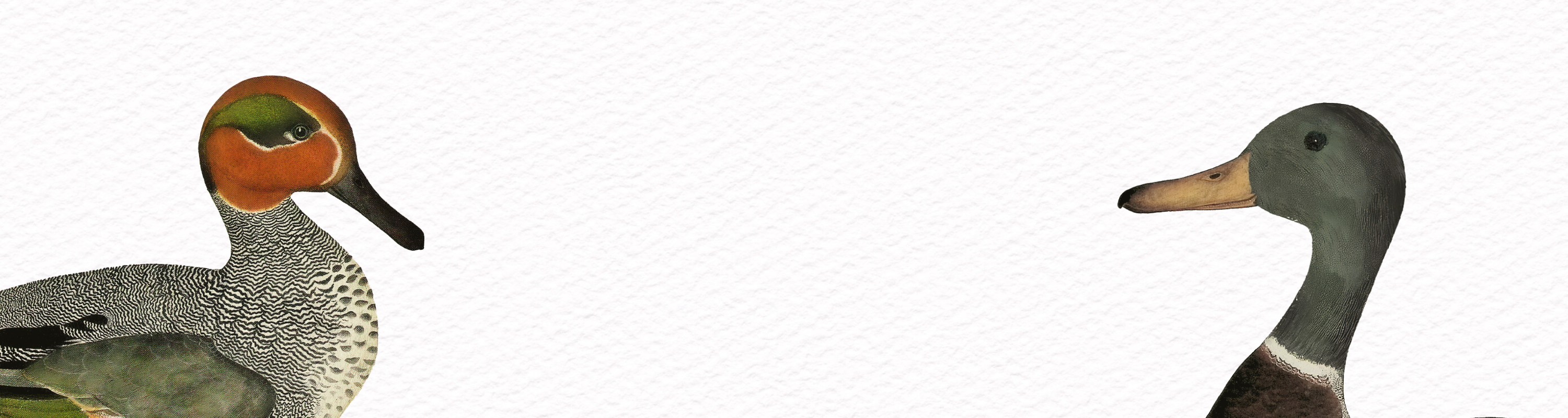 Vintage Watercolor Duck Illustrations