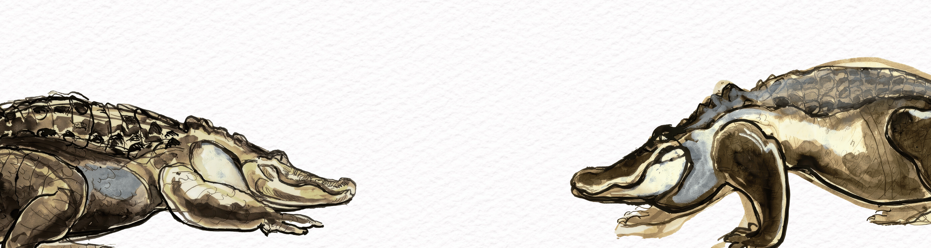 Antique Ink Wash Alligator Studies