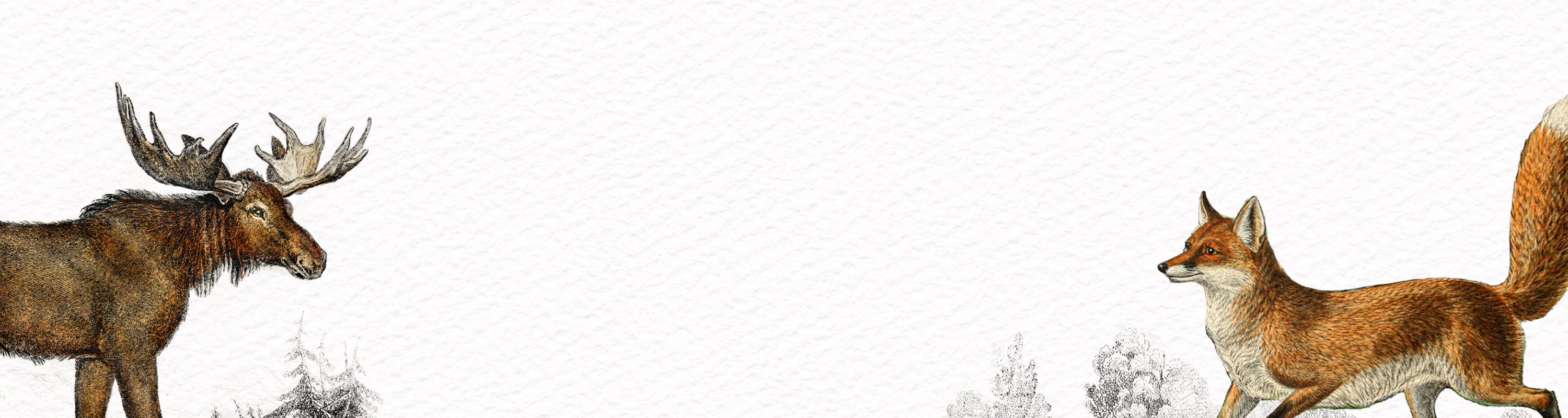 Woodland Illustrations