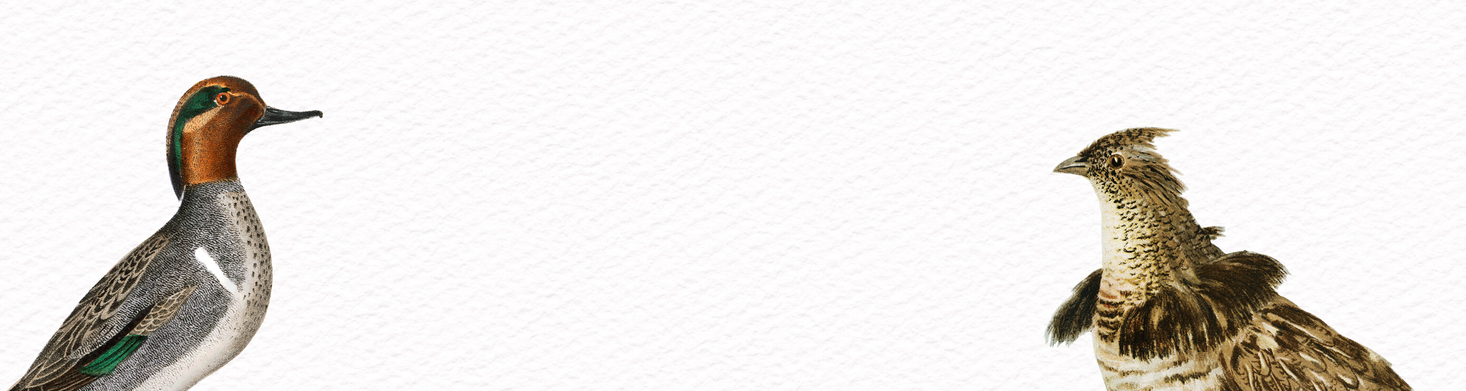 American Duck and Game Bird Illustrations