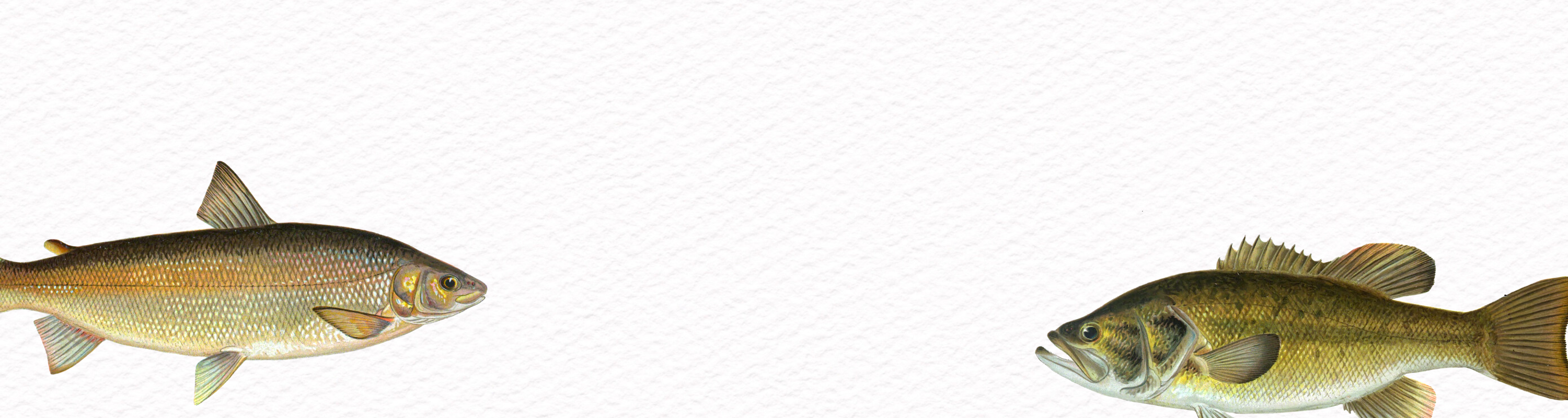 Freshwater Fish Illustrations