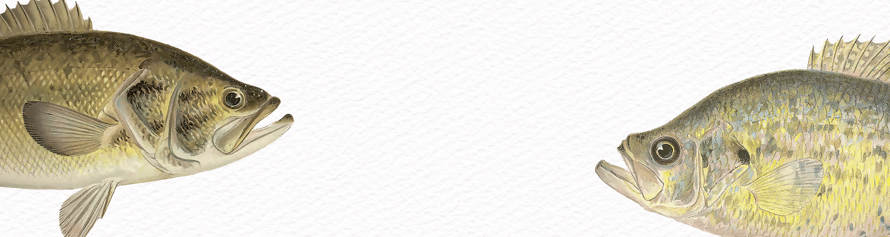 Mississippi River Fish Illustrations