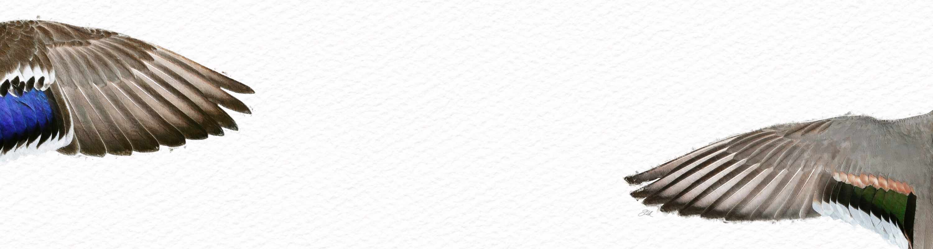 Illustrated Duck Wings of the Mississippi Flyway