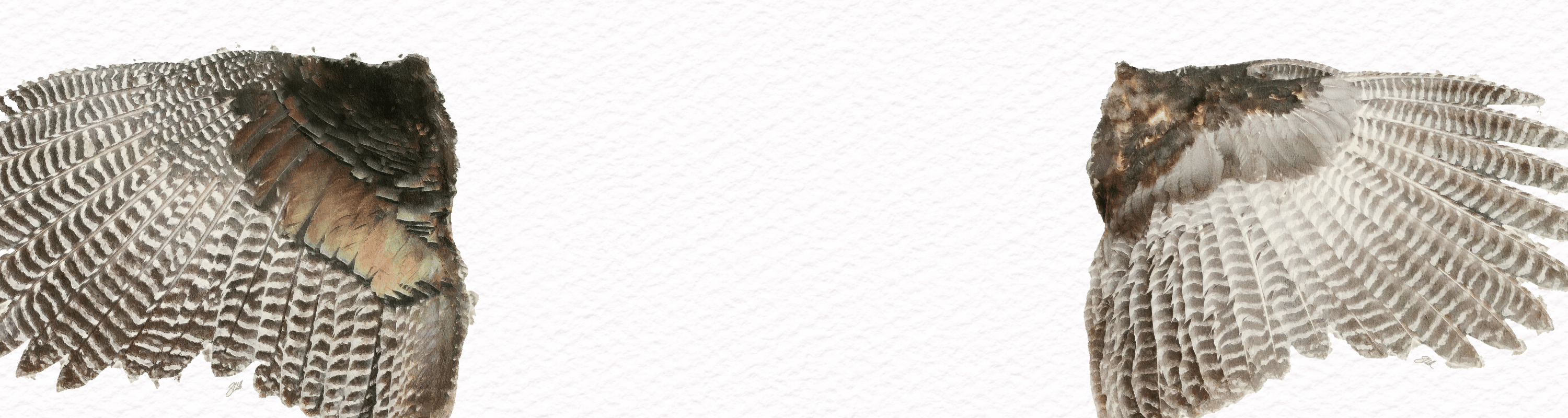 Illustrated Turkey Wing Studies