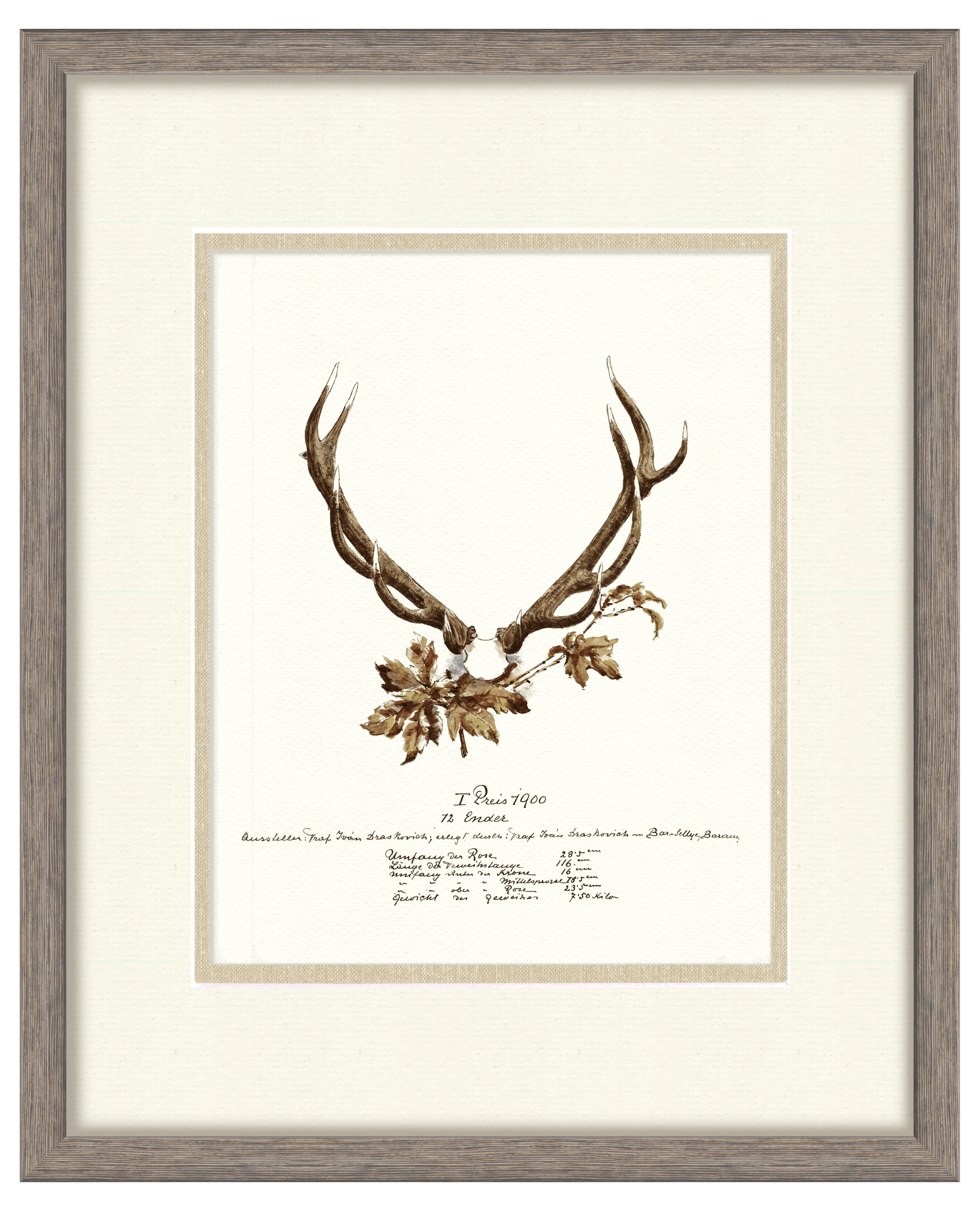 Trophy Antler Illustrations - 1900