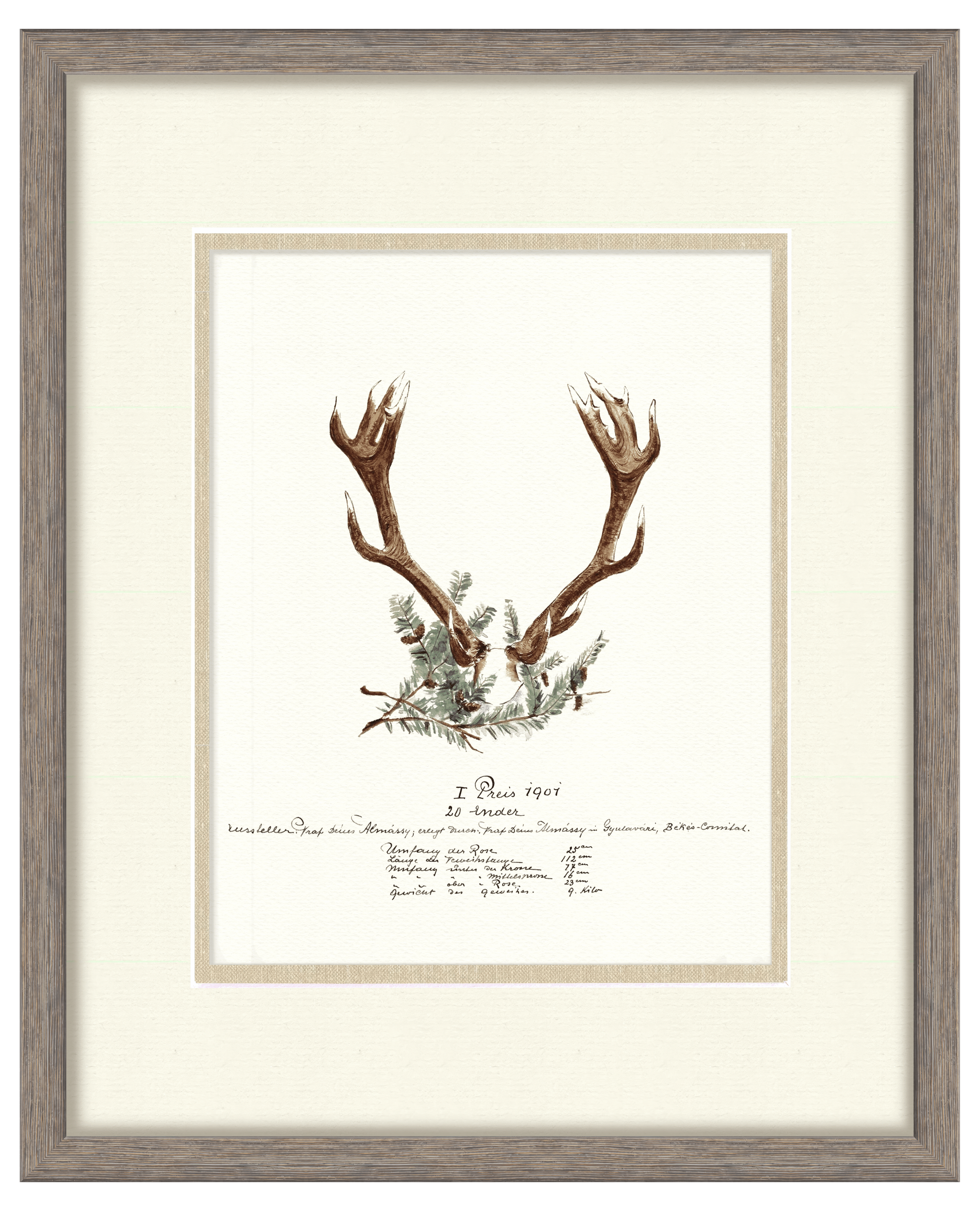 Trophy Antler Illustrations - 1907