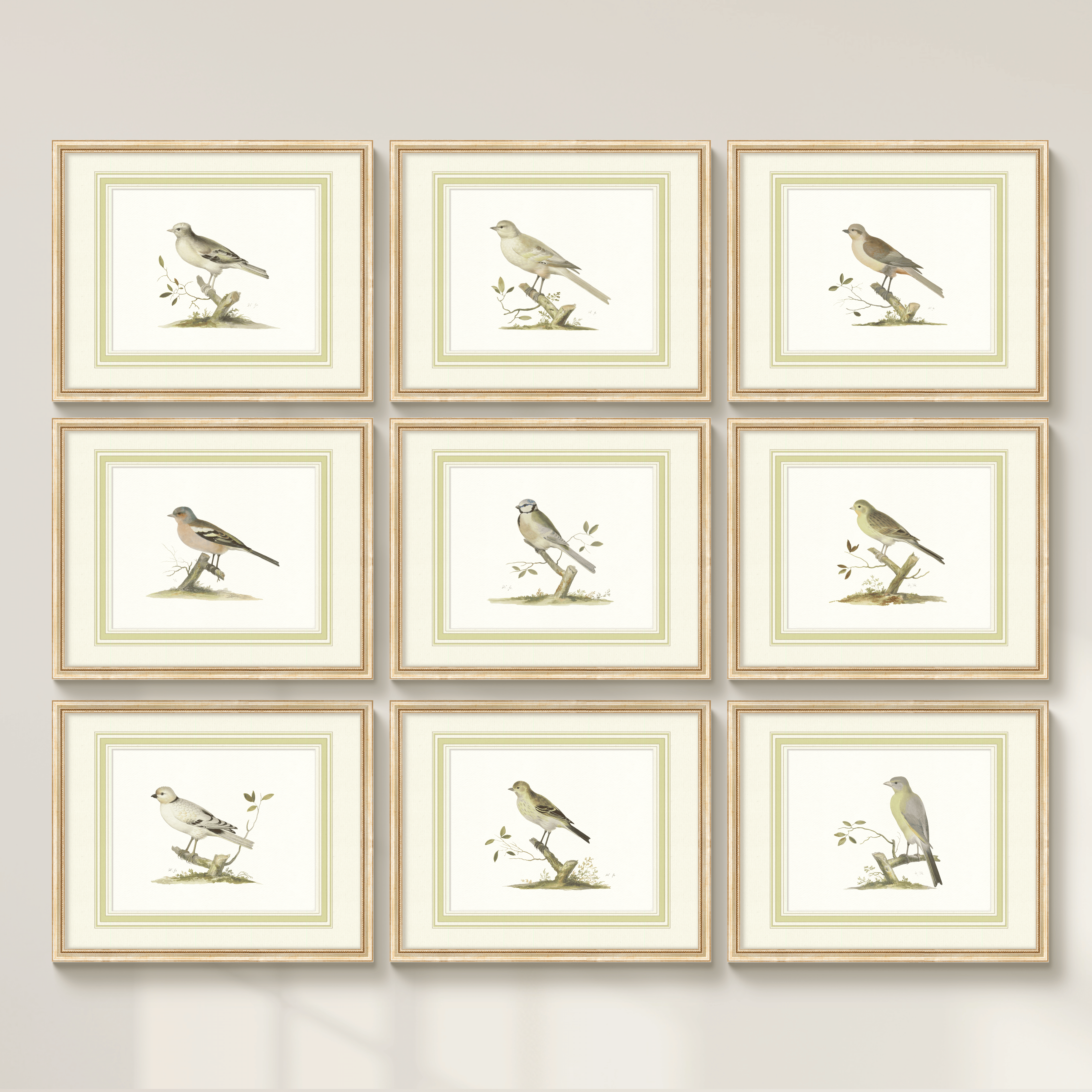 Aviary - Full Set of 9