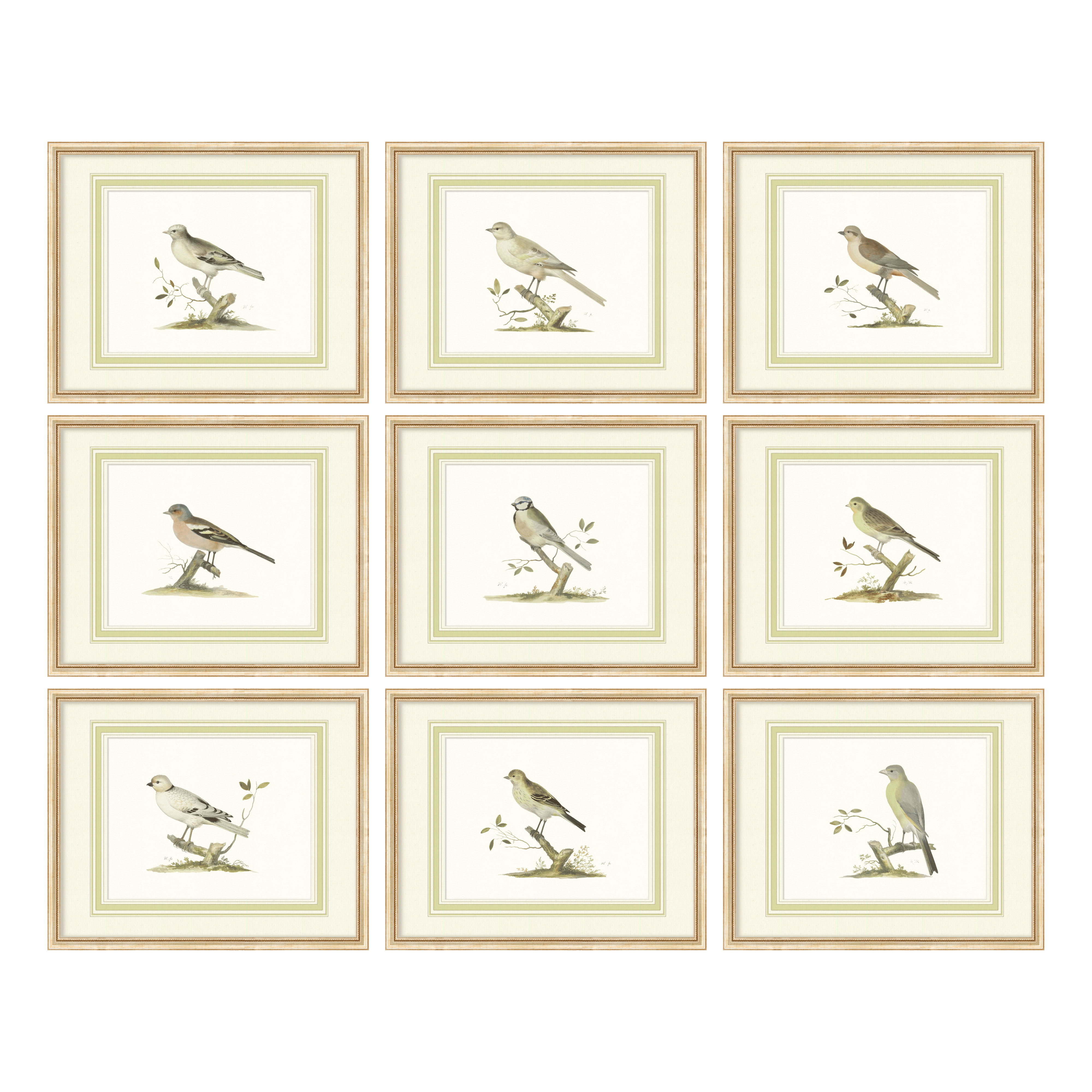 Aviary - Full Set of 9