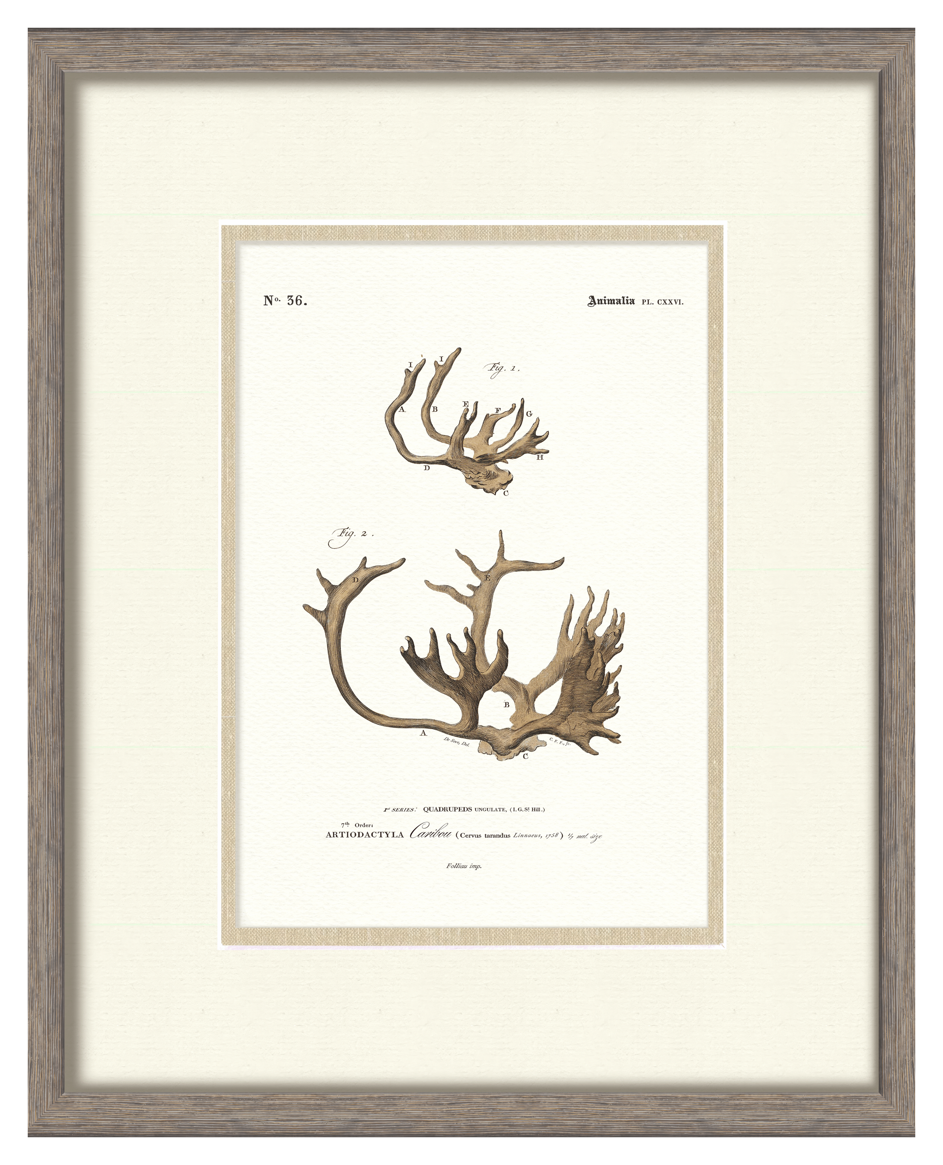 Vintage Antler Illustrations - Caribou