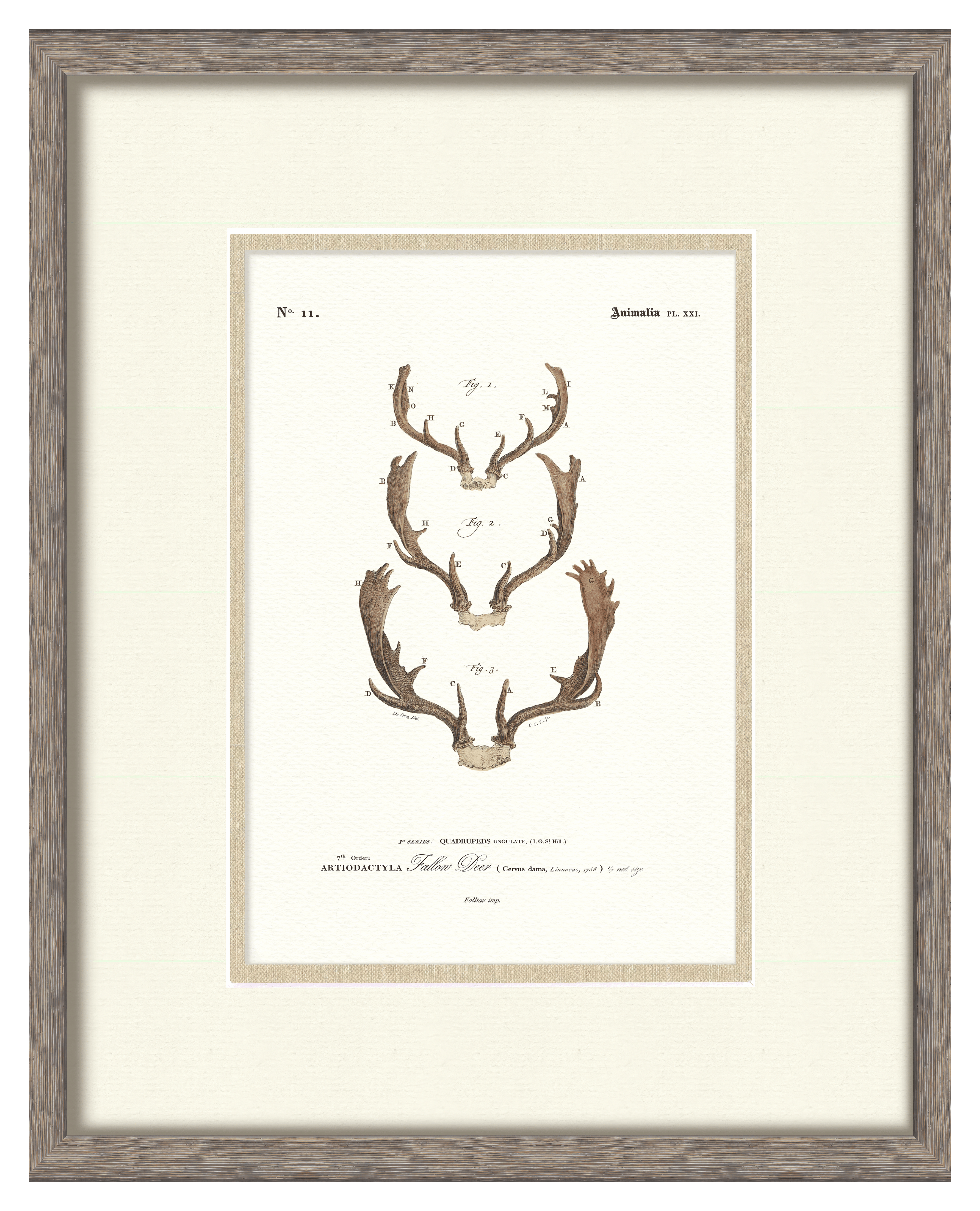Vintage Antler Illustrations - Curated Set of 4