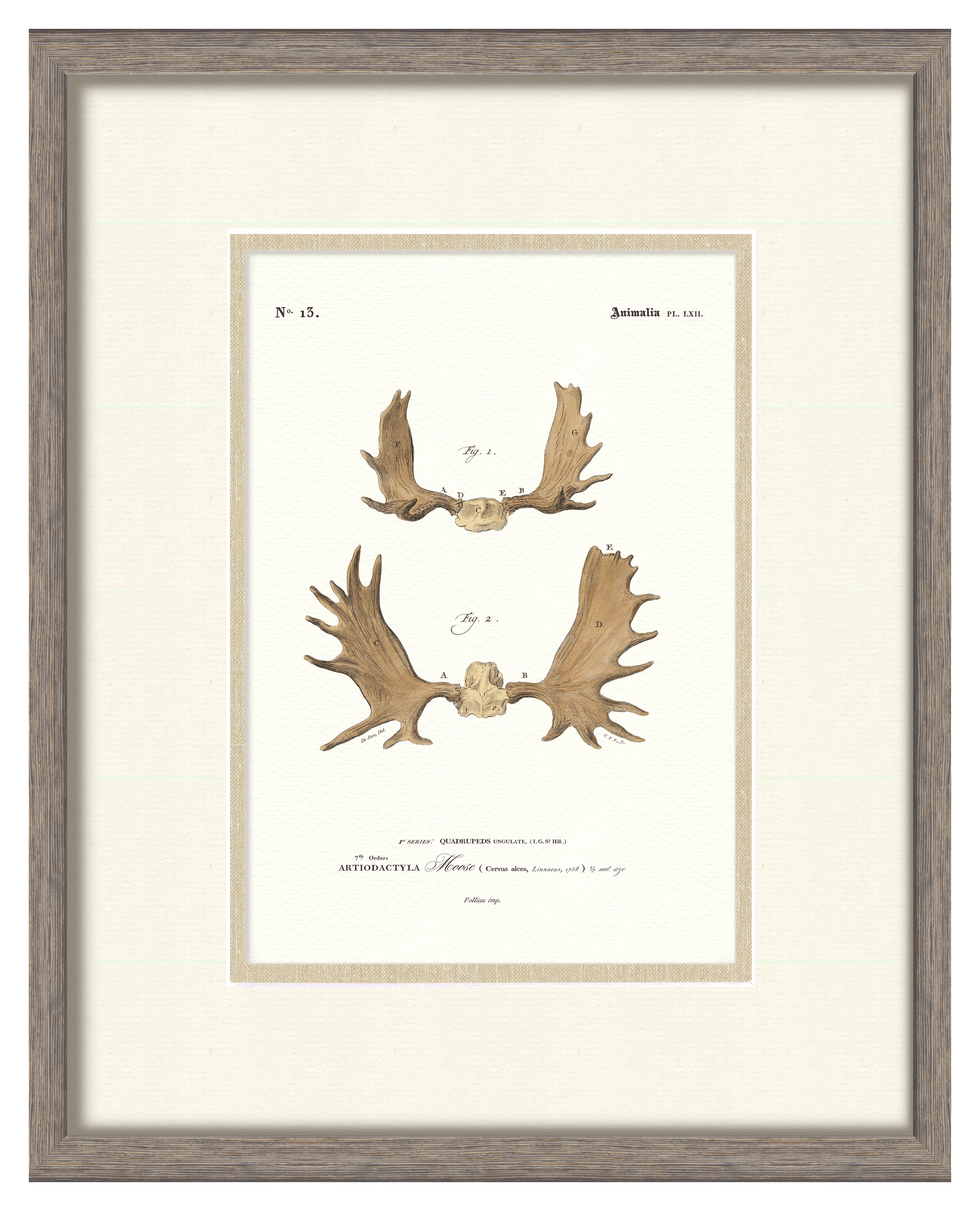 Vintage Antler Illustrations - Moose