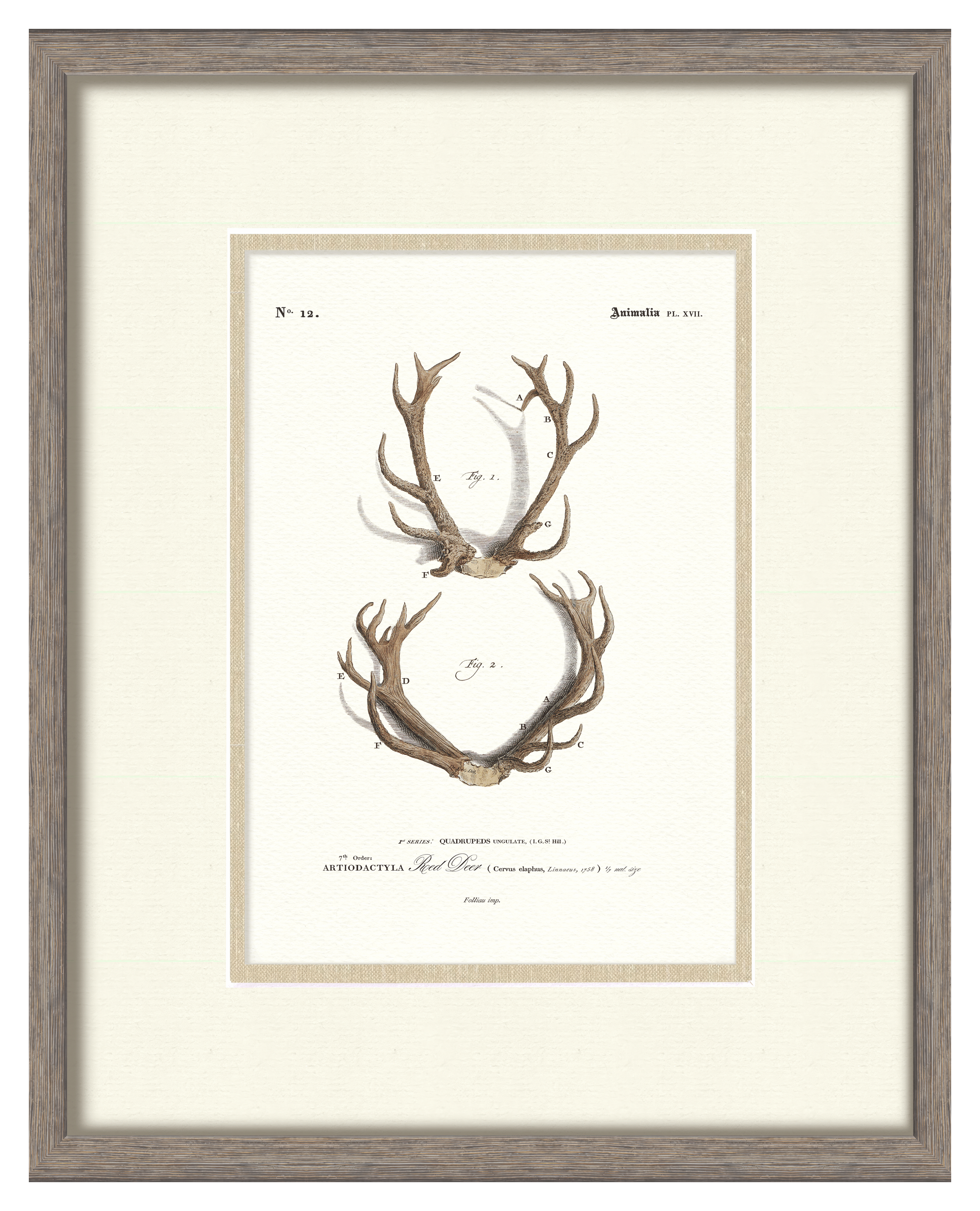 Vintage Antler Illustrations - Curated Set of 4
