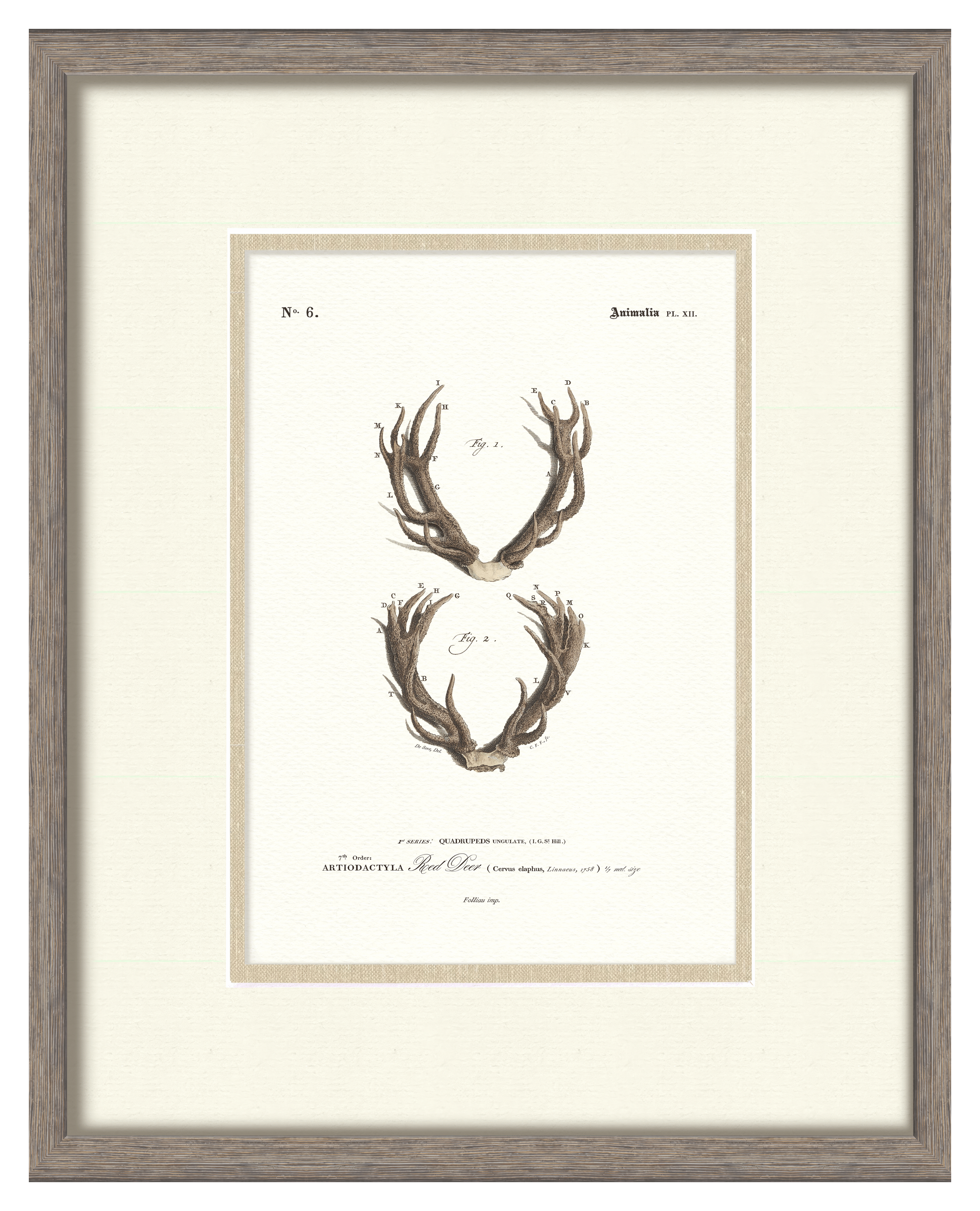 Vintage Antler Illustrations - Curated Set of 4