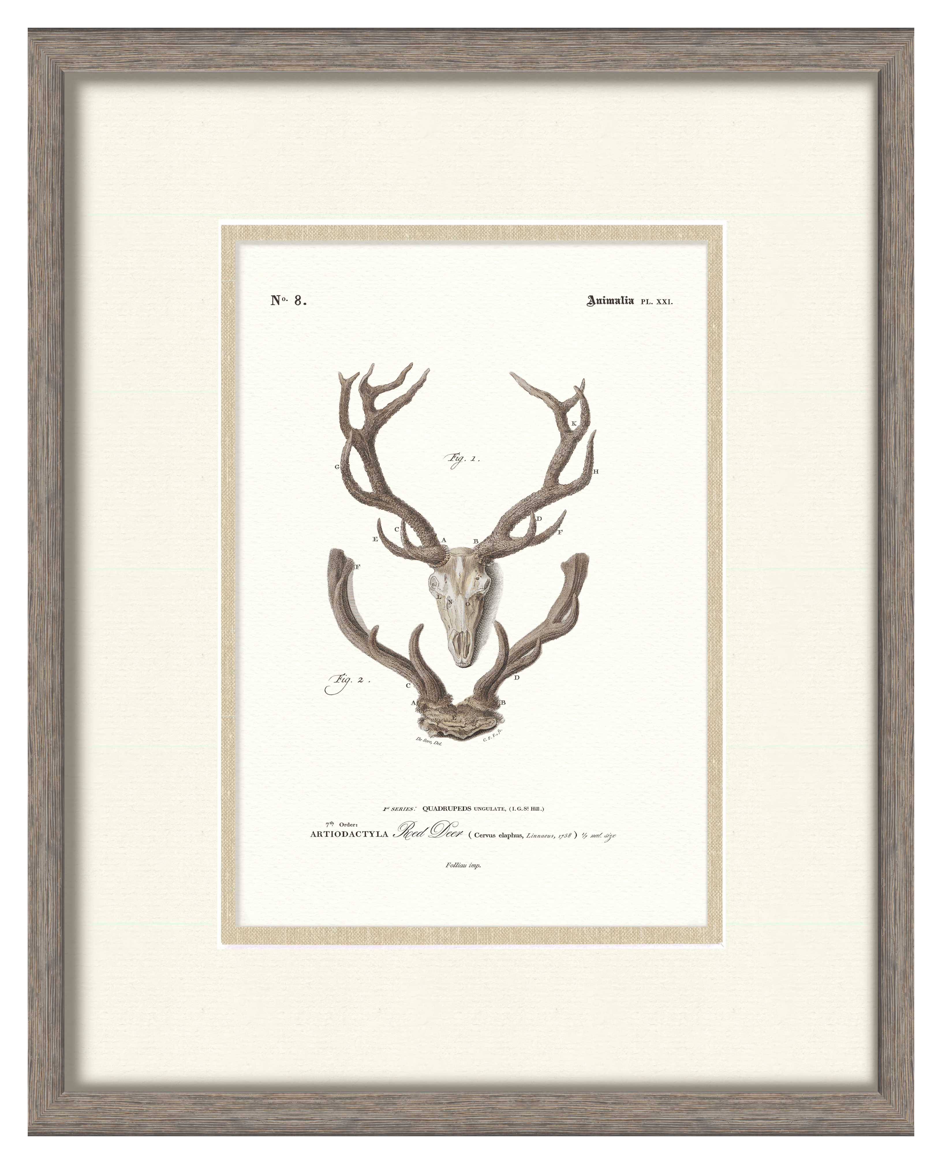 Vintage Antler Illustrations - Curated Set of 4