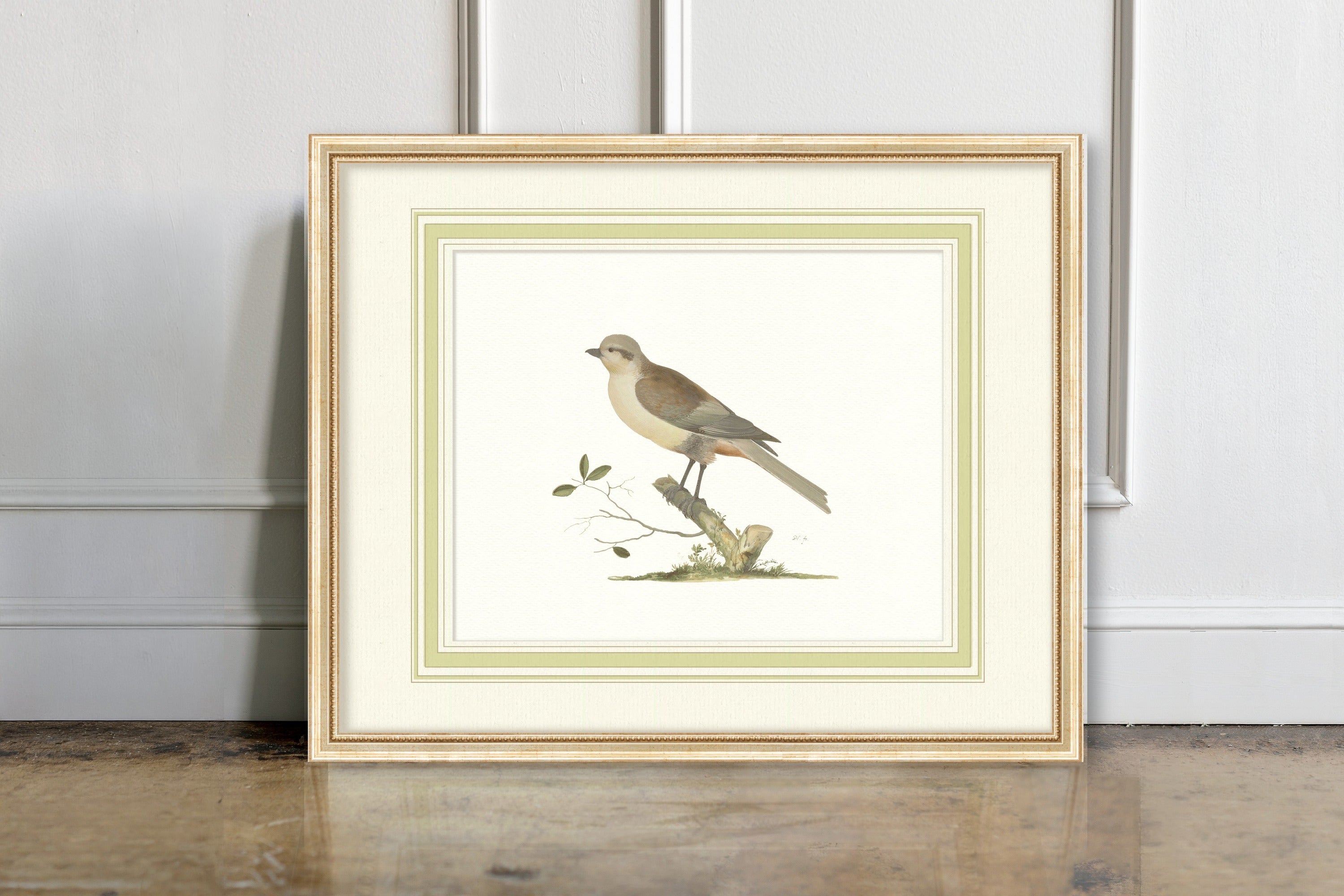 Aviary - Dove