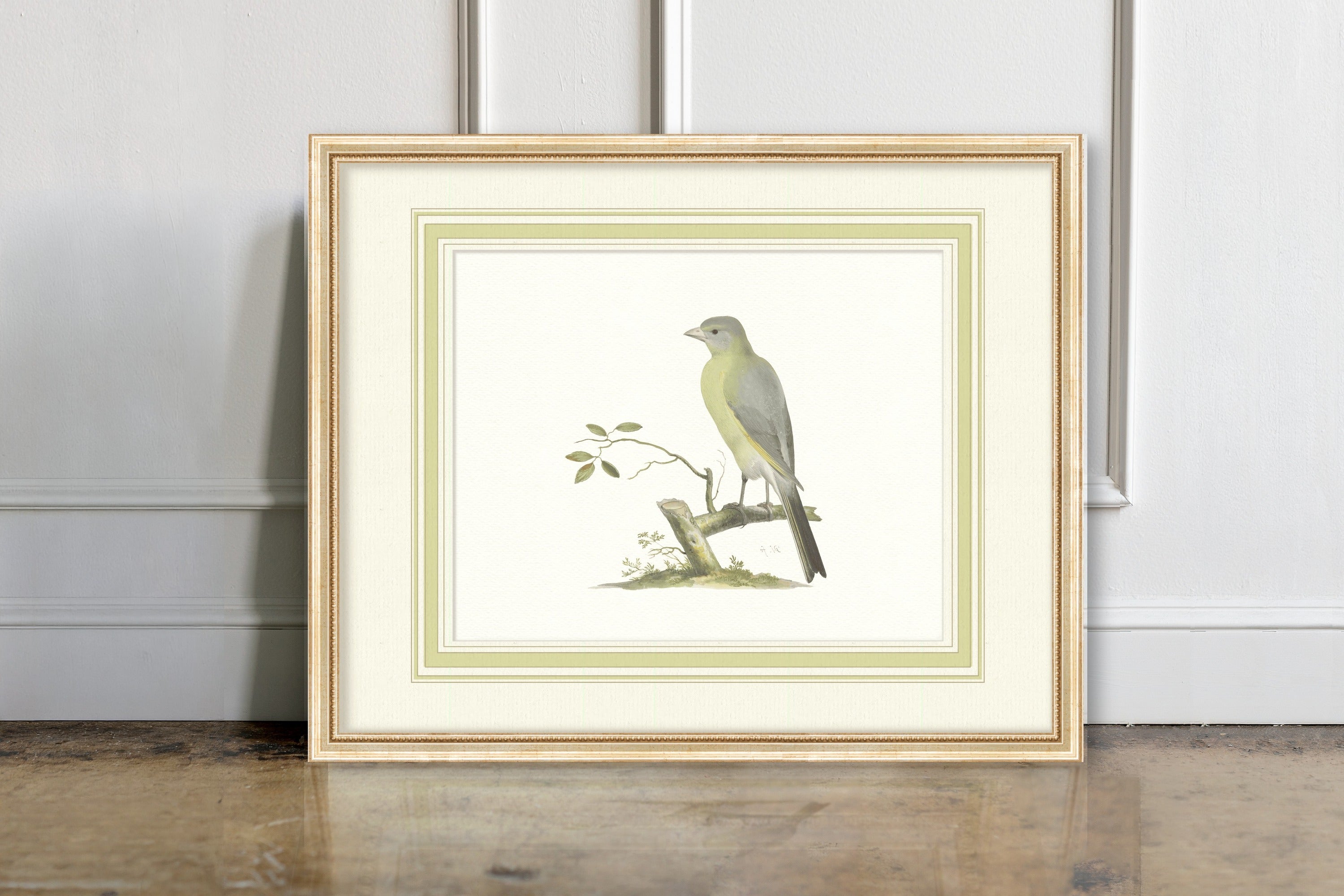Aviary - Green Finch