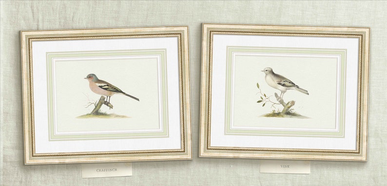 Aviary Chaffinch and Vink