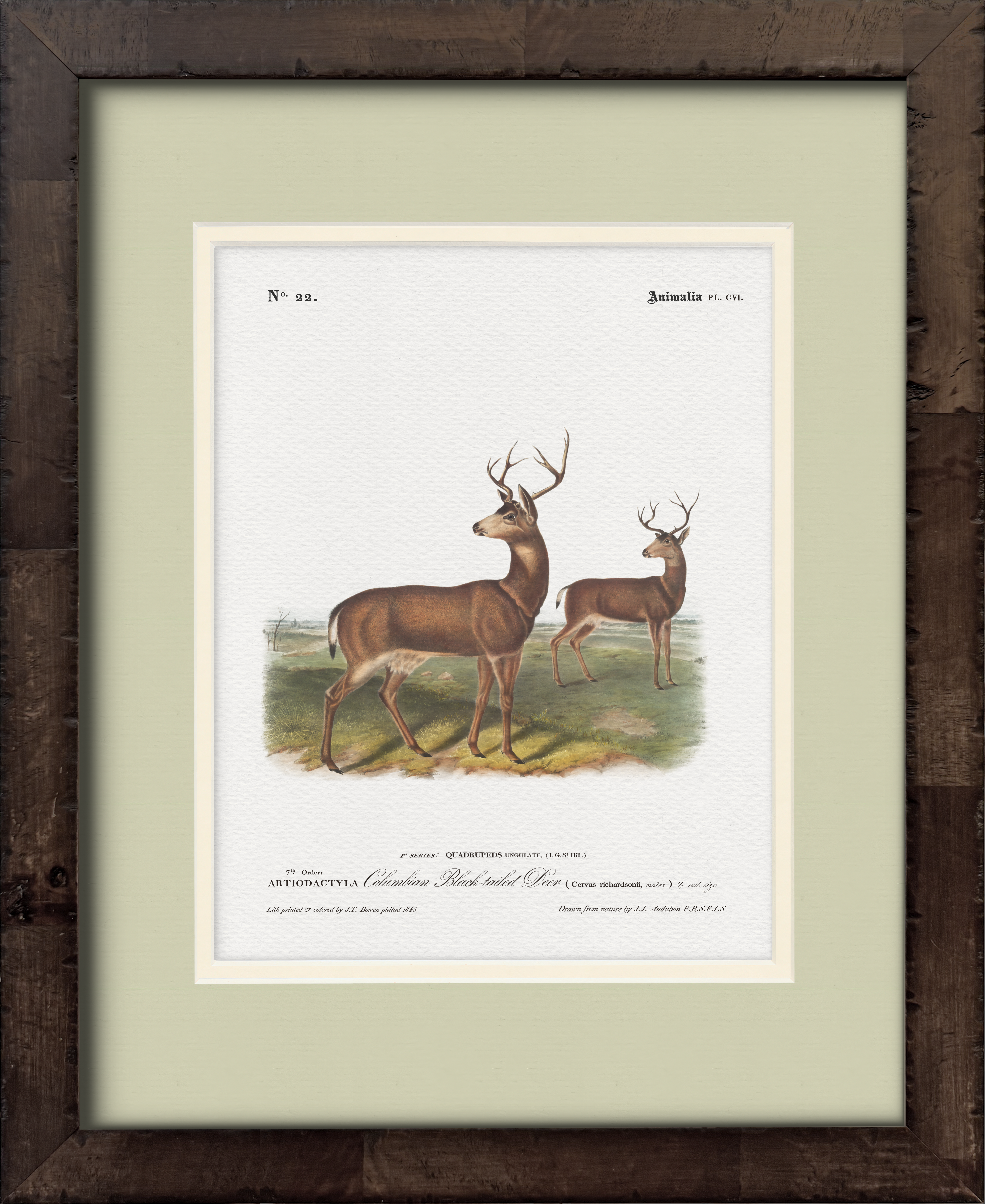 Columbian Black-Tailed Deer — 19th-century North American big game illustration art print