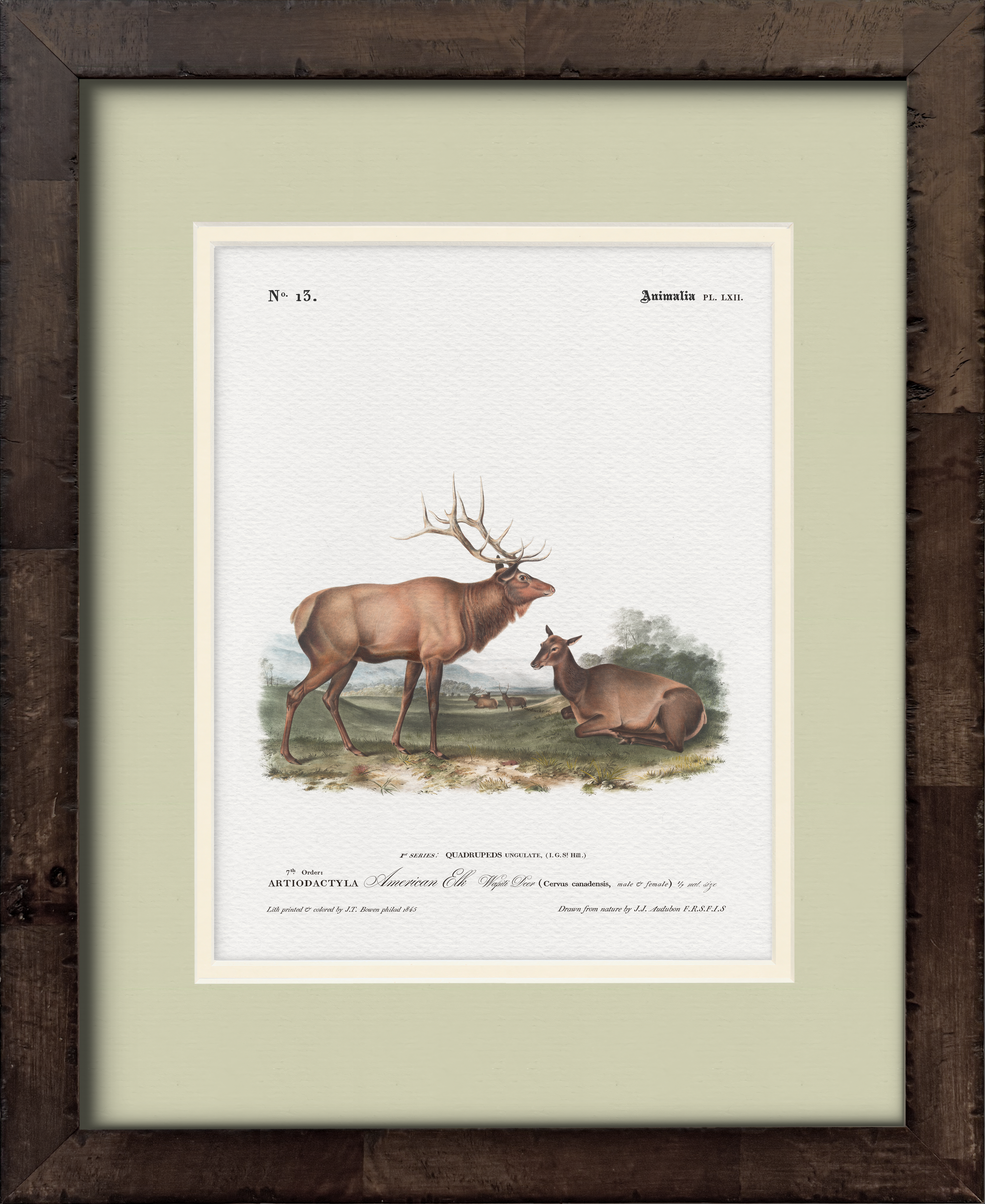 American Elk — 19th-century North American big game illustration art print