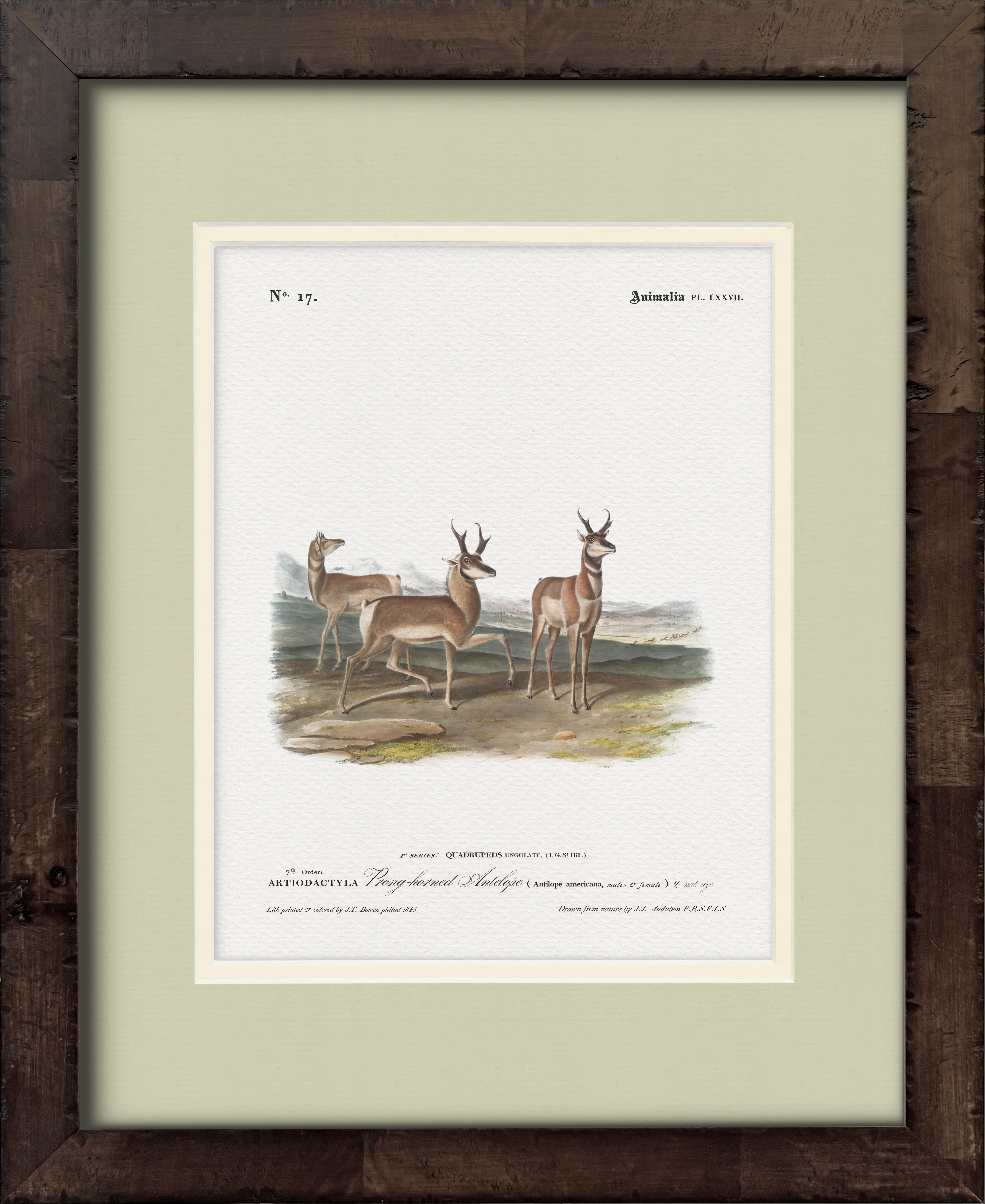 Prong-Horned Antelope — 19th-century North American big game illustration art print