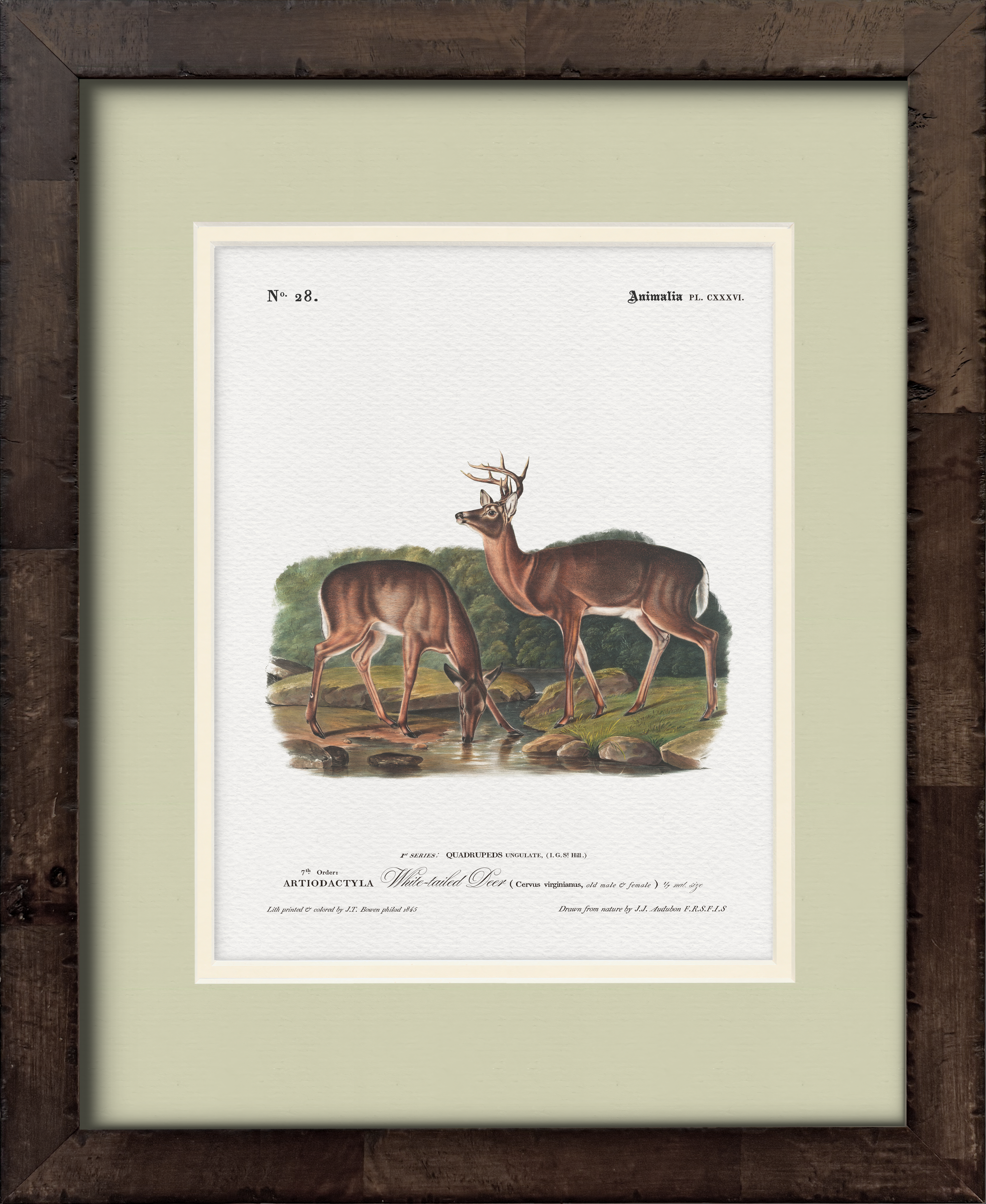 White-Tailed Deer — 19th-century North American big game illustration art print