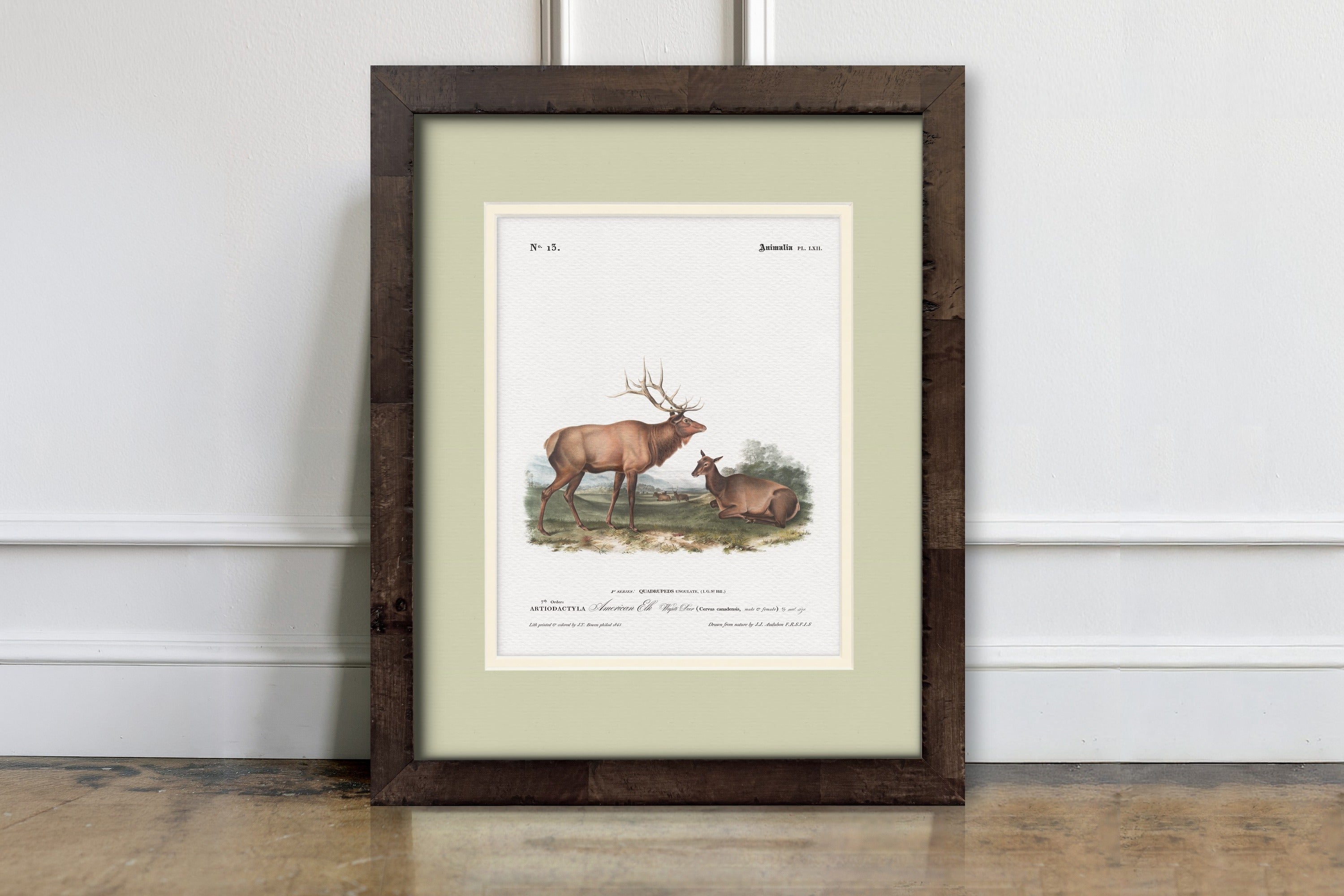 Big Game Illustrations - American Elk