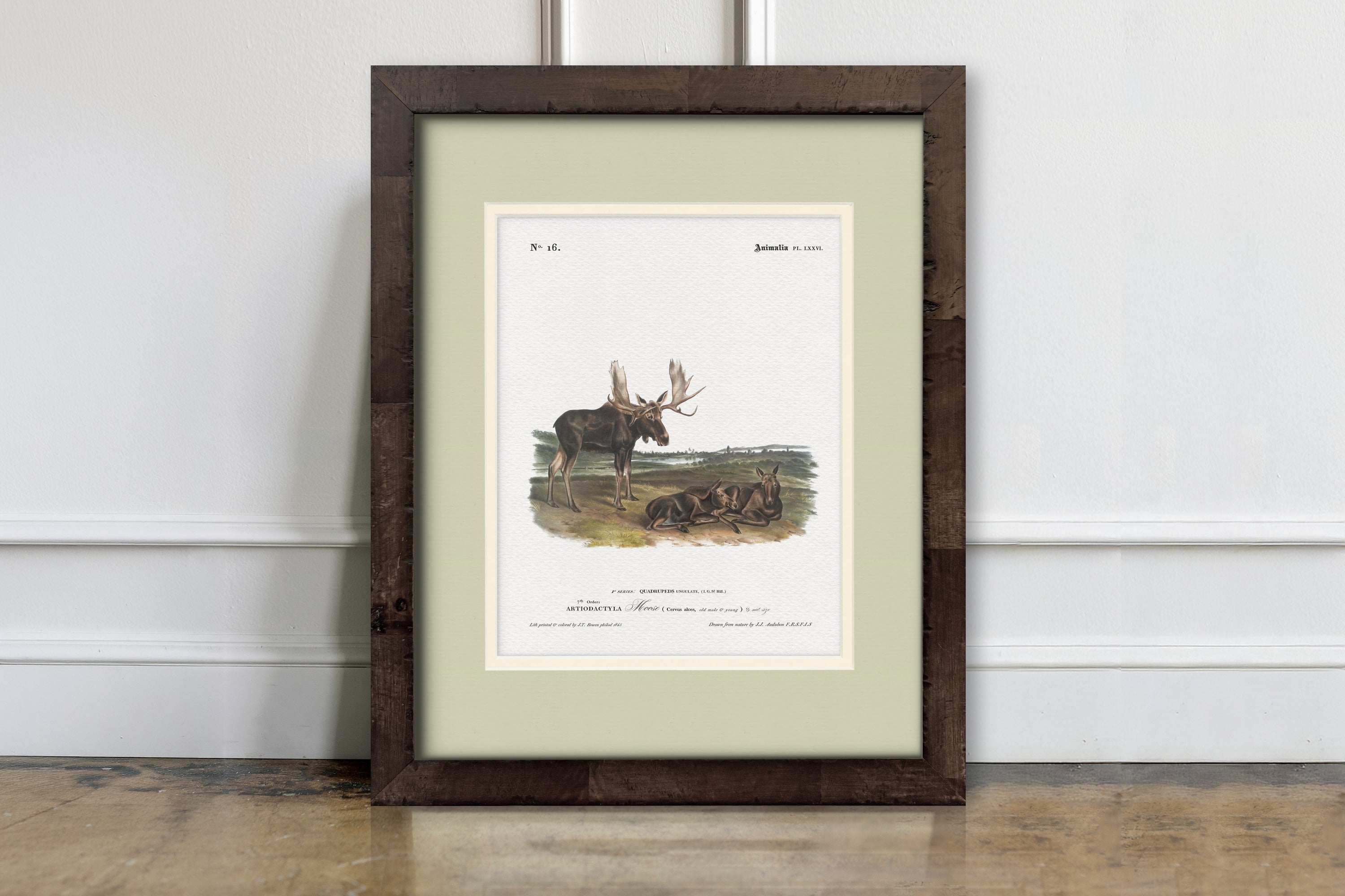 Big Game Illustrations - Moose
