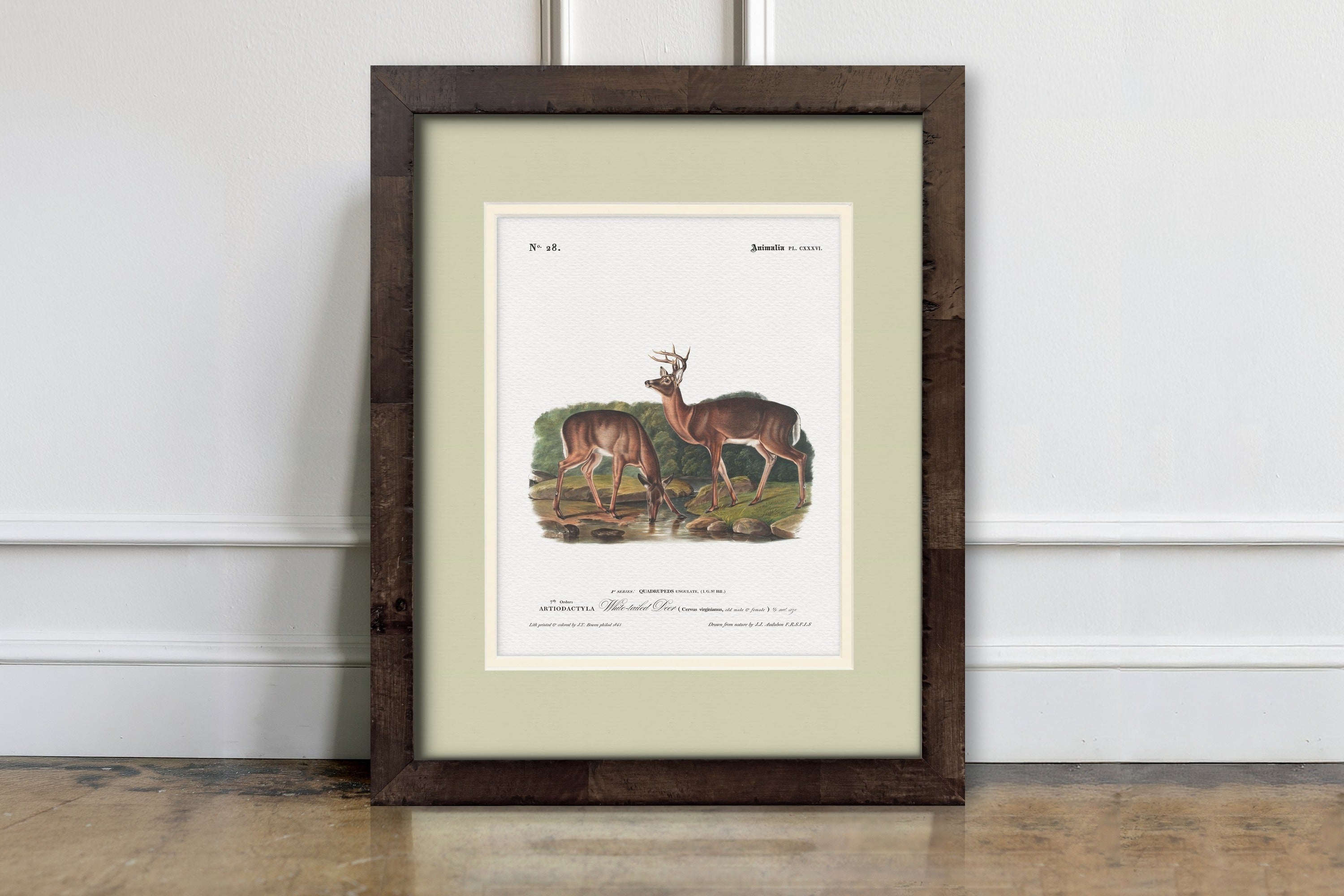 Big Game Illustrations - White-Tailed Deer