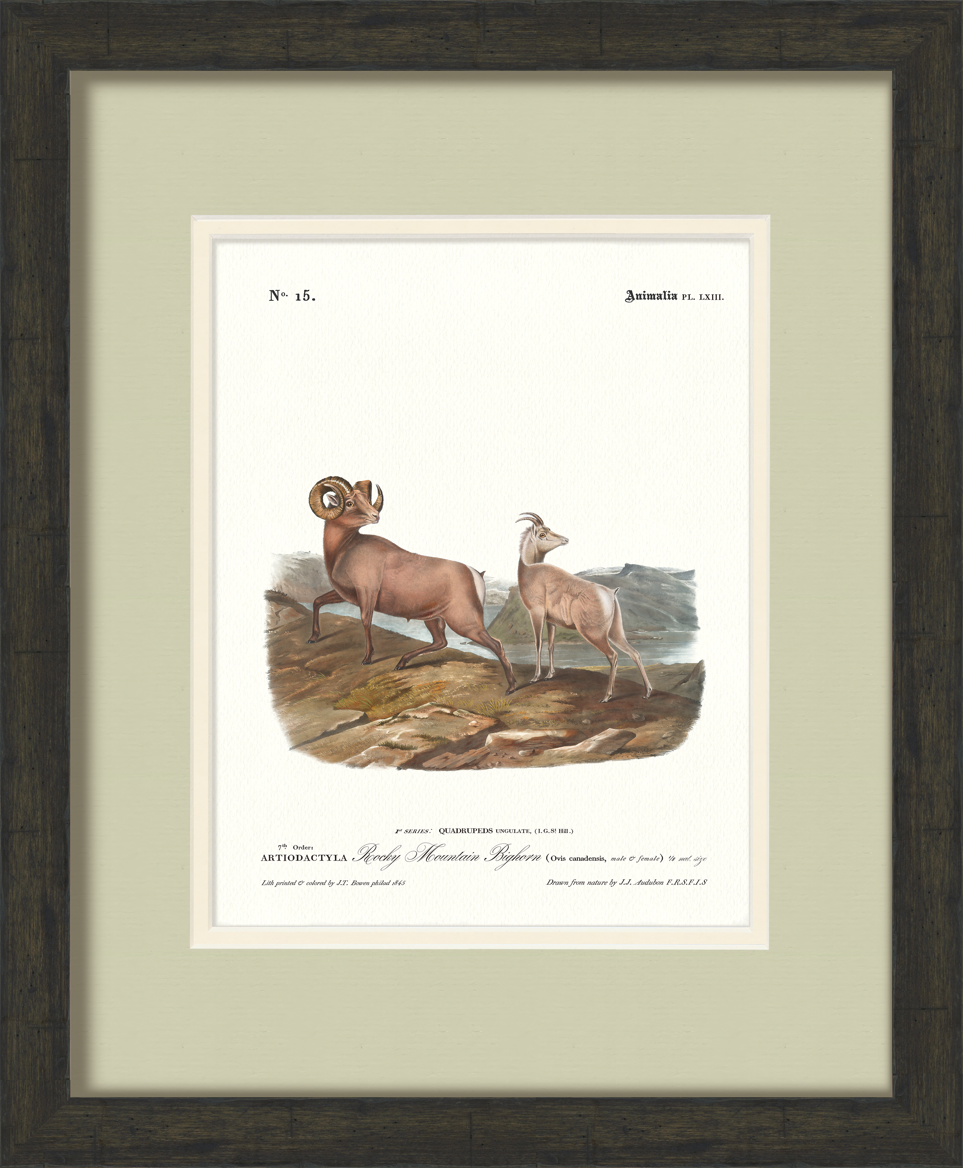 Big Game Illustrations - Rocky Mountain Bighorn Sheep