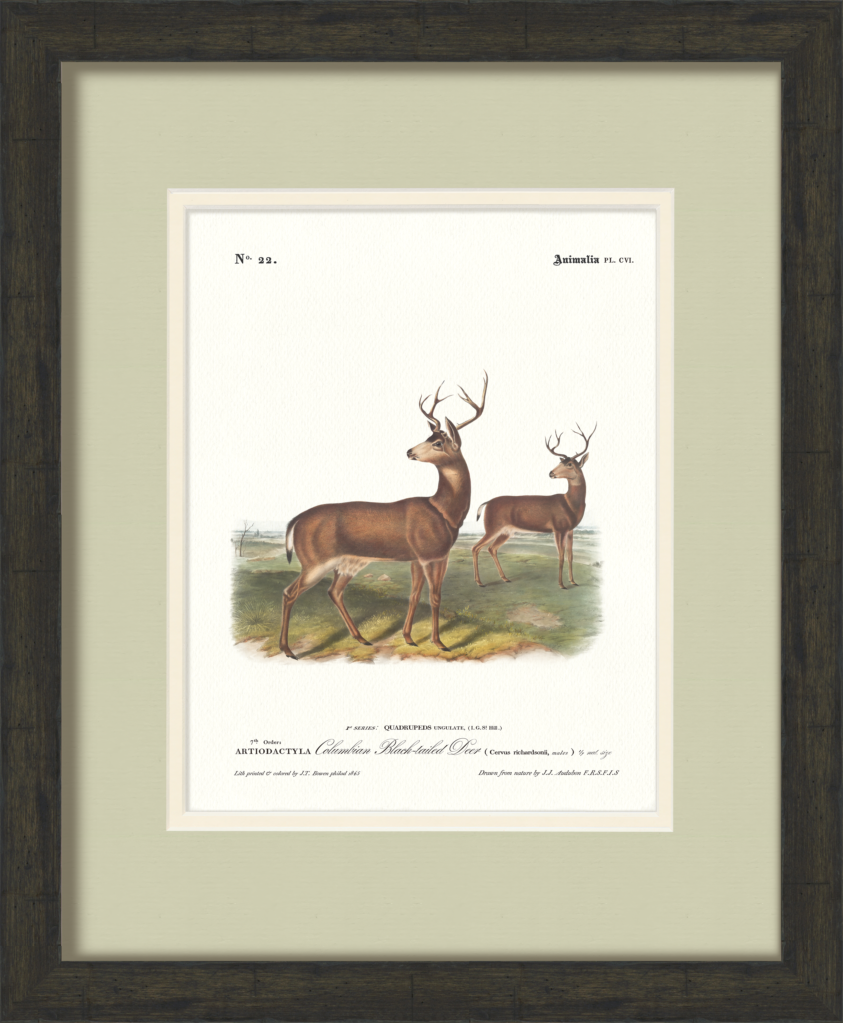 Big Game Illustrations - Columbian Black Tail Deer