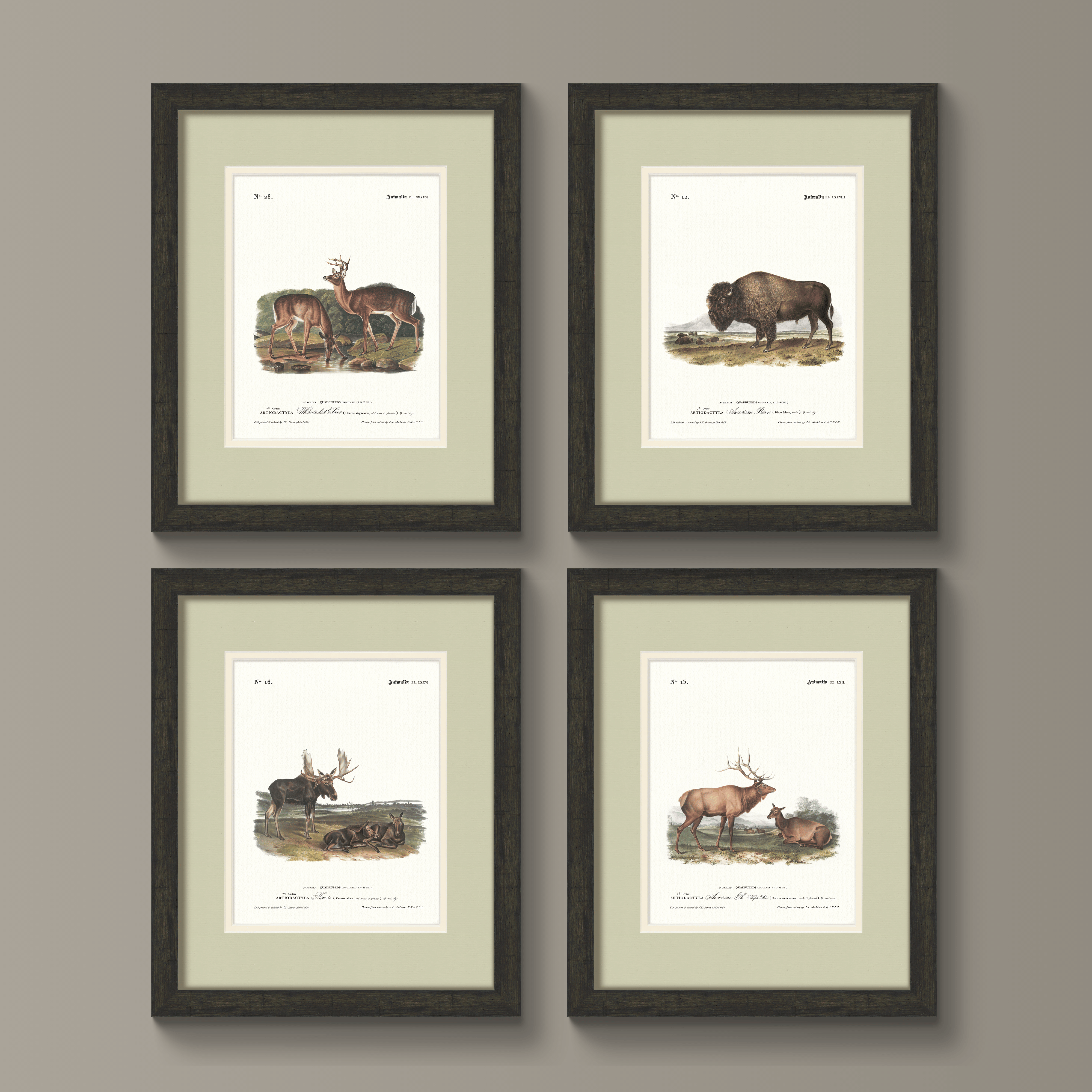 Big Game Illustrations - White-Tailed Deer