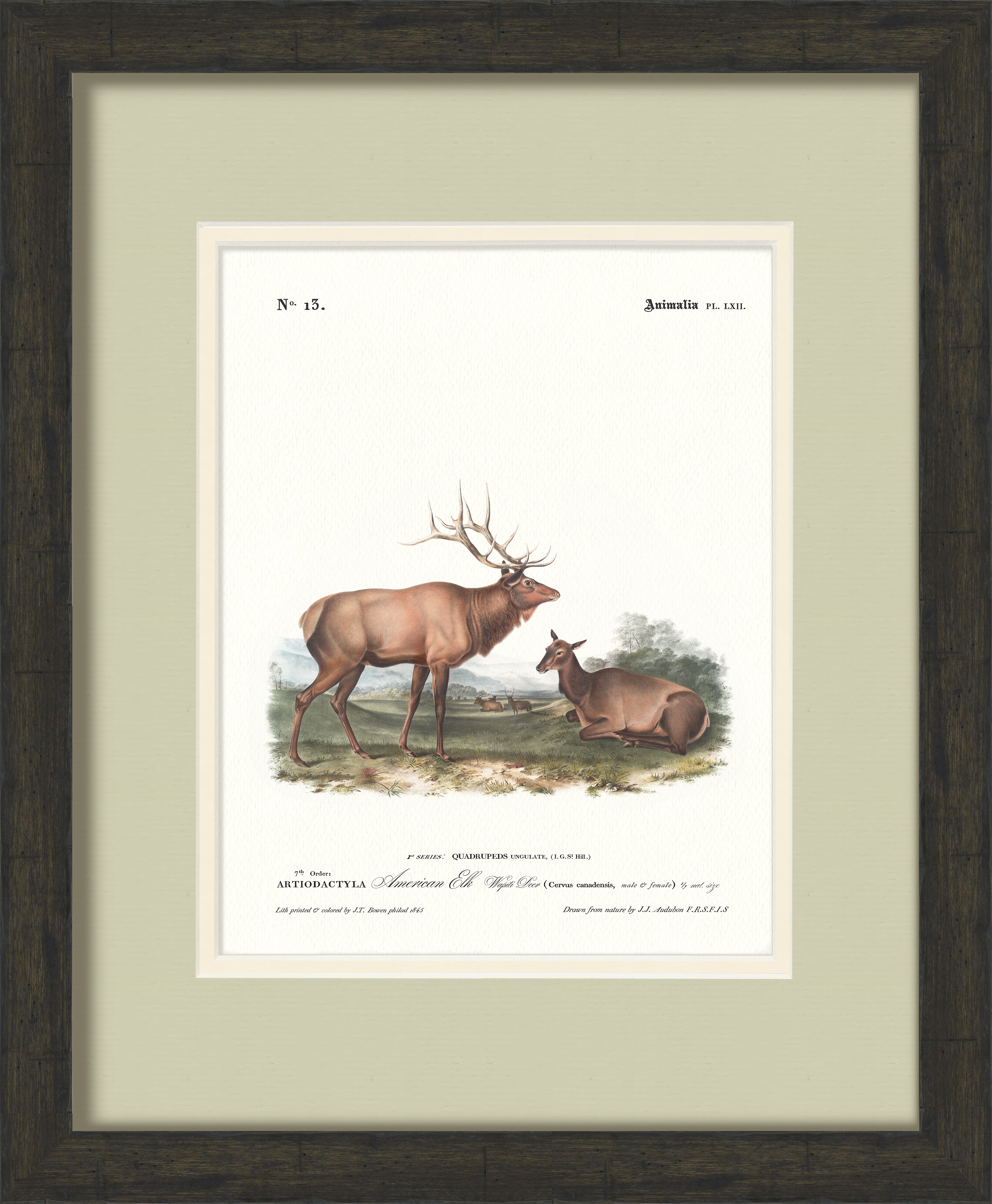 Big Game Illustrations - Elk