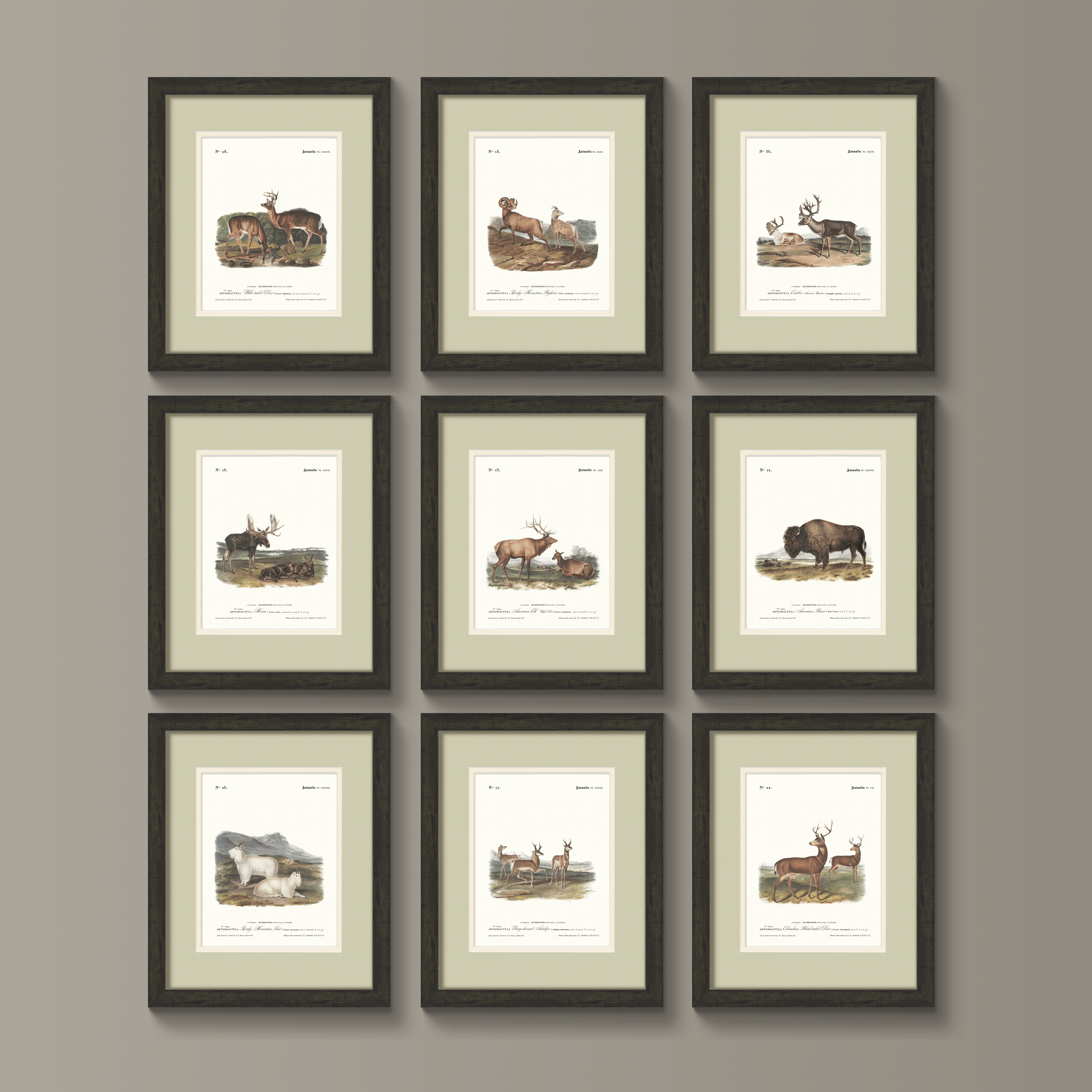 Big Game Illustrations - White-Tailed Deer