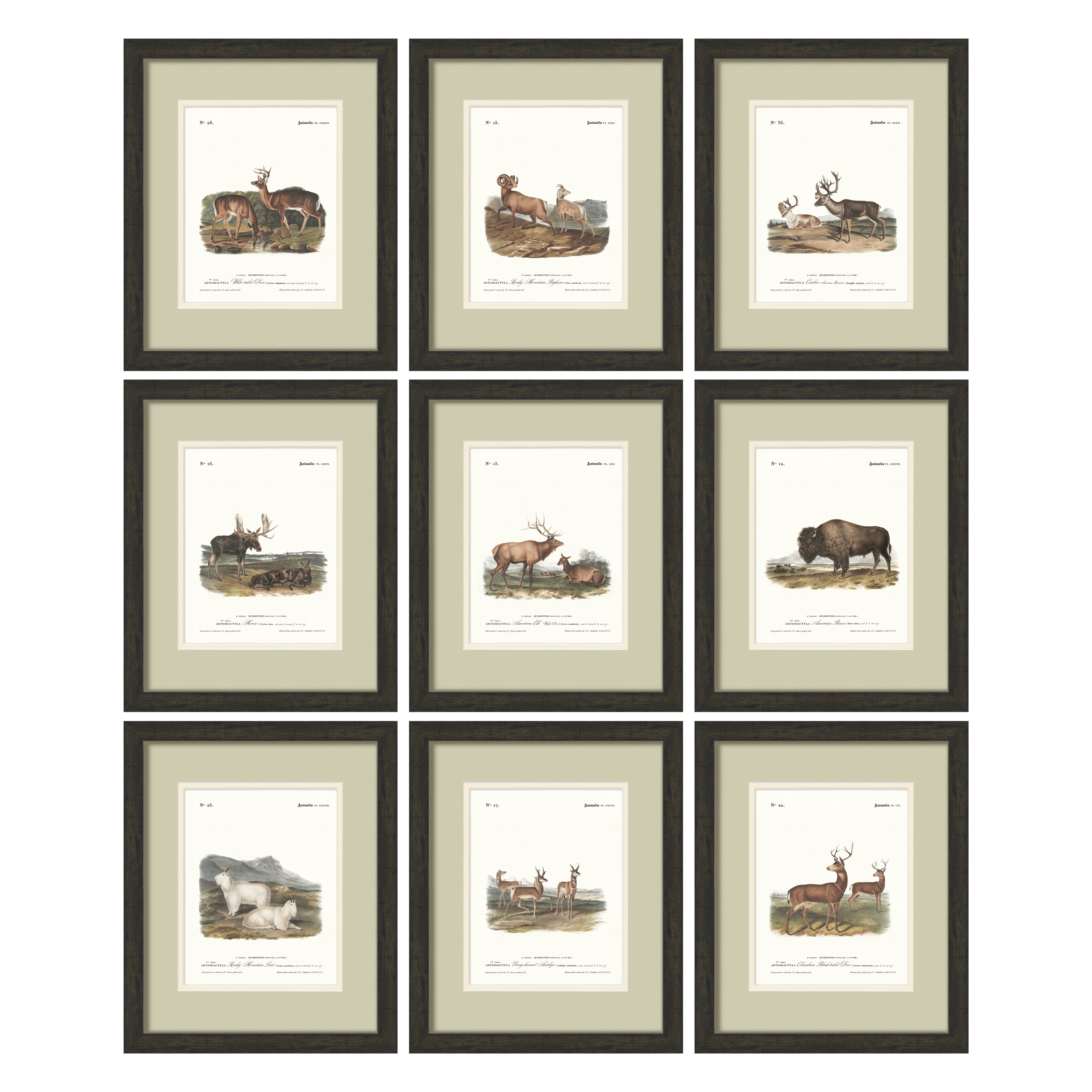 Big Game Illustrations - Full Set of 9