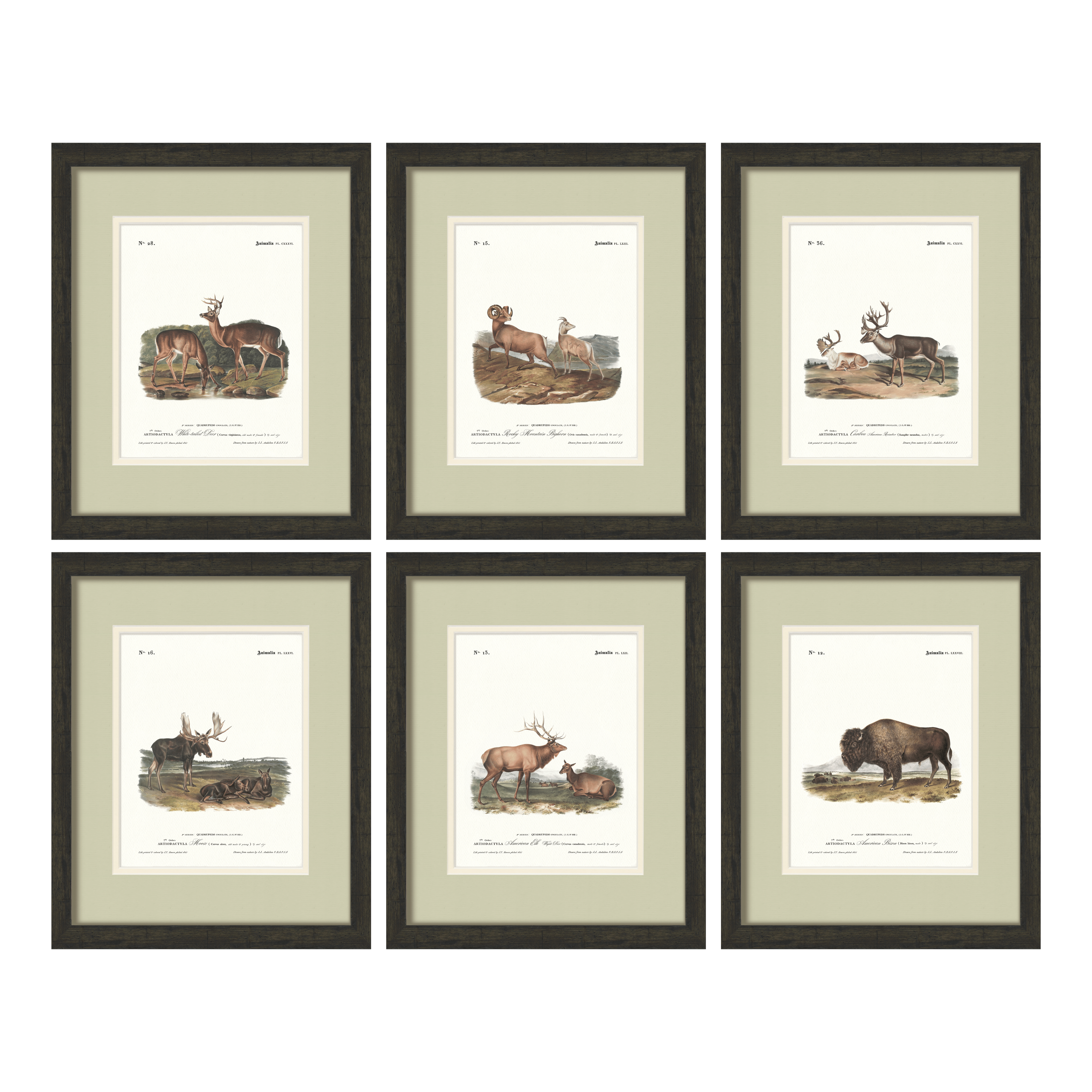 Big Game Illustrations - Curated Set of 6