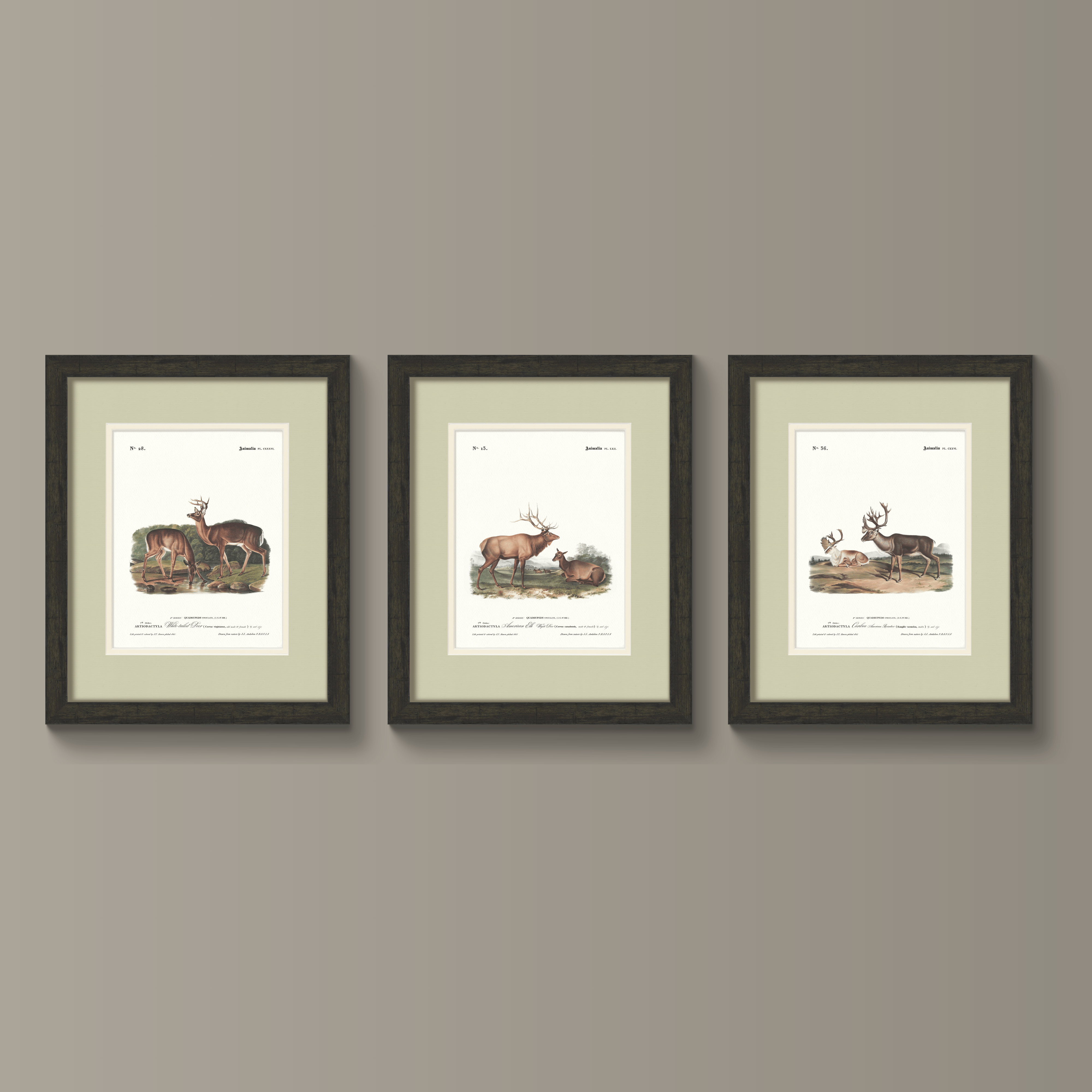 Big Game Illustrations - White-Tailed Deer