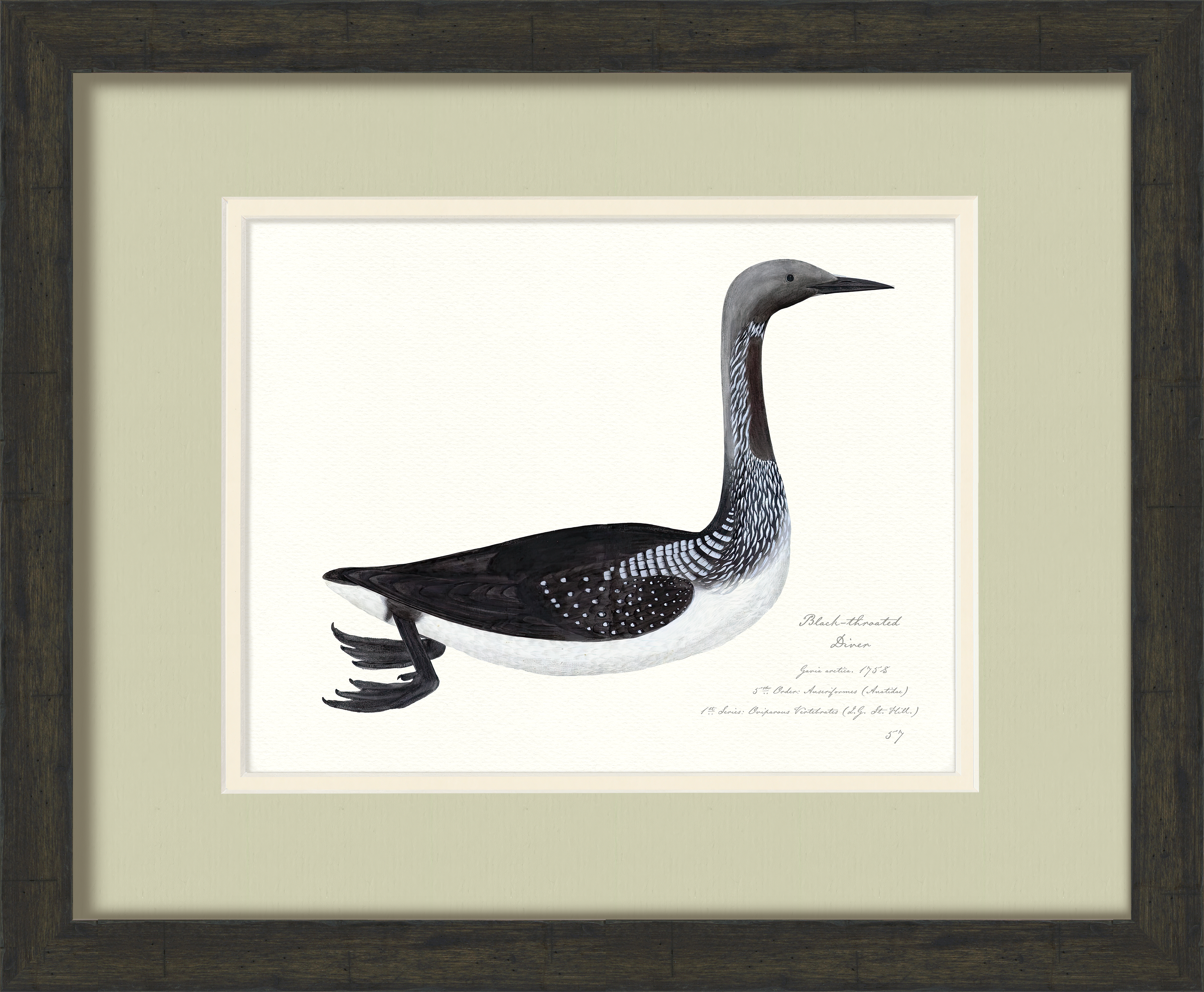 Vintage Watercolor Duck Illustrations - Black-Throated Diver
