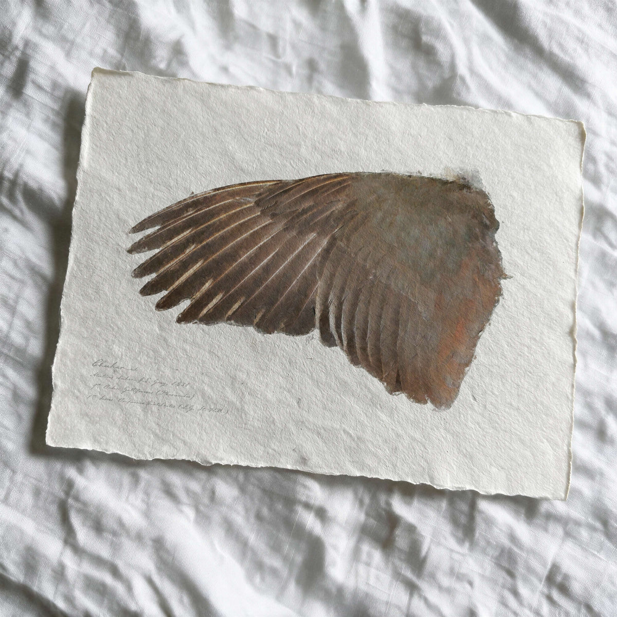 Illustrated Game Bird Wings - Chukar Cock