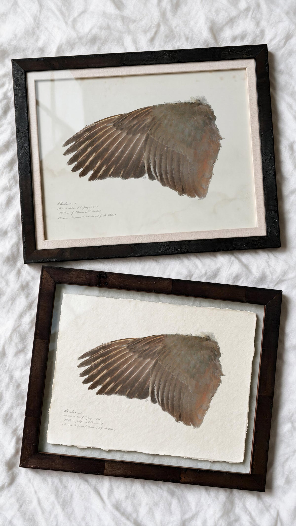 Illustrated Game Bird Wings - Chukar Cock