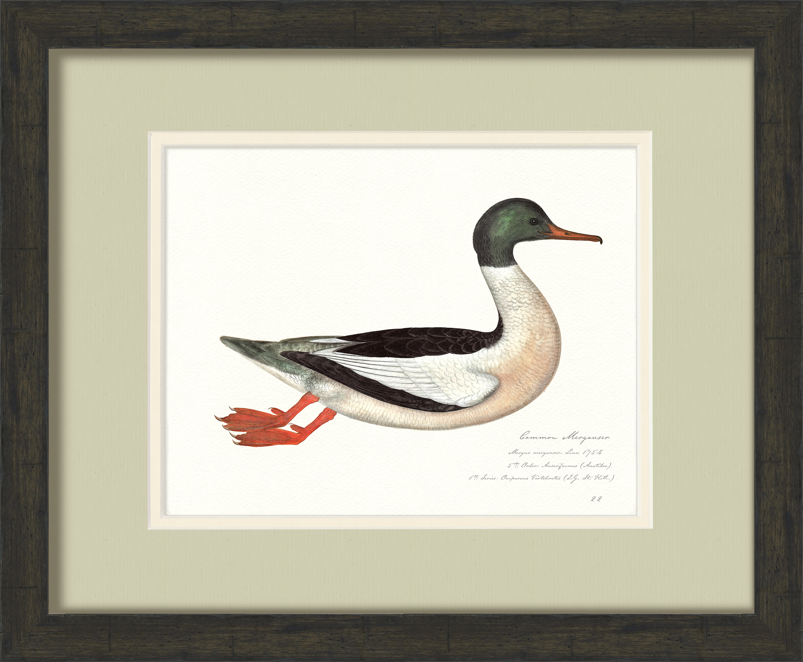 Vintage Watercolor Duck Illustrations - Common Merganser