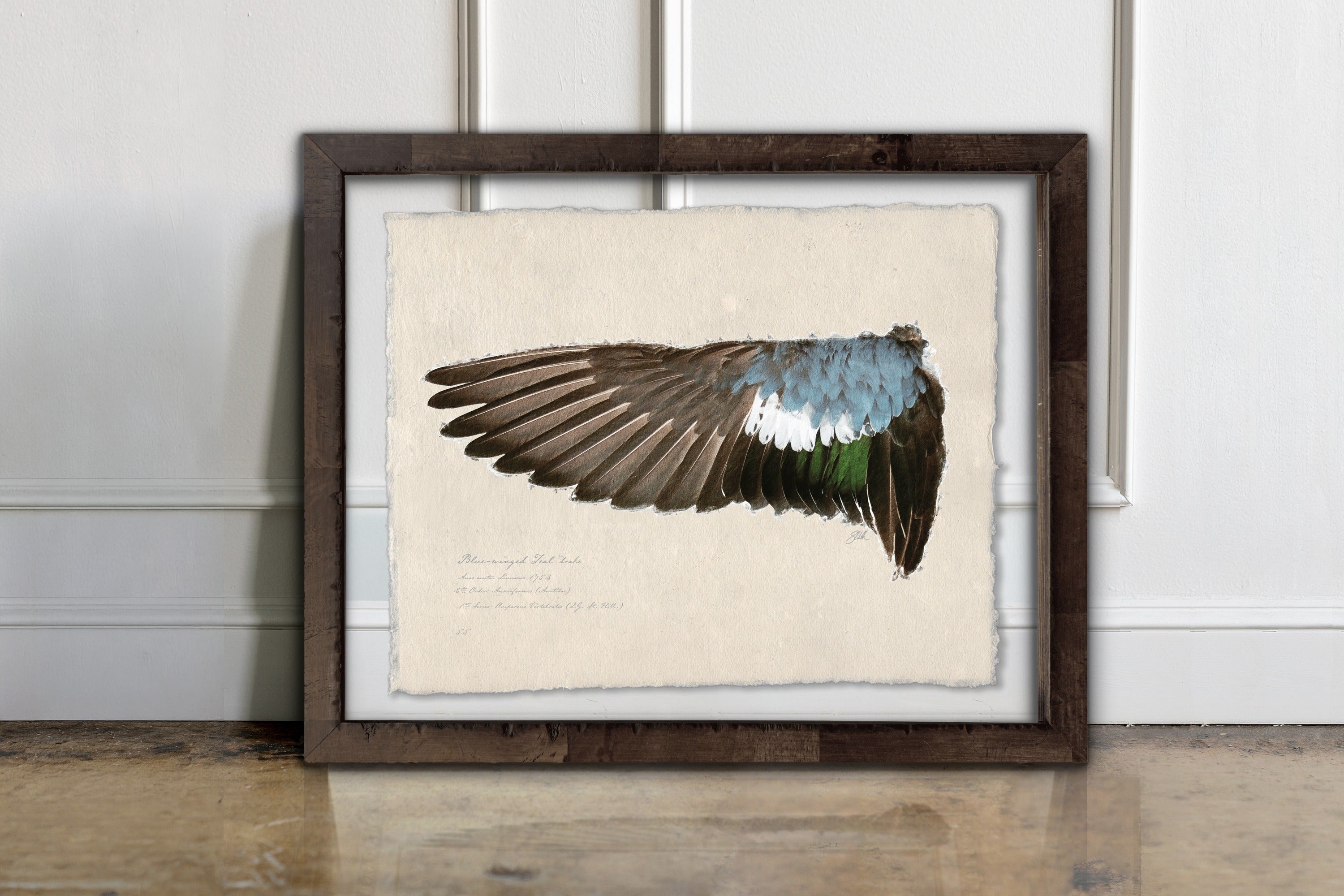 Duck Wings of the Mississippi Flyway - Blue-Winged Teal Drake