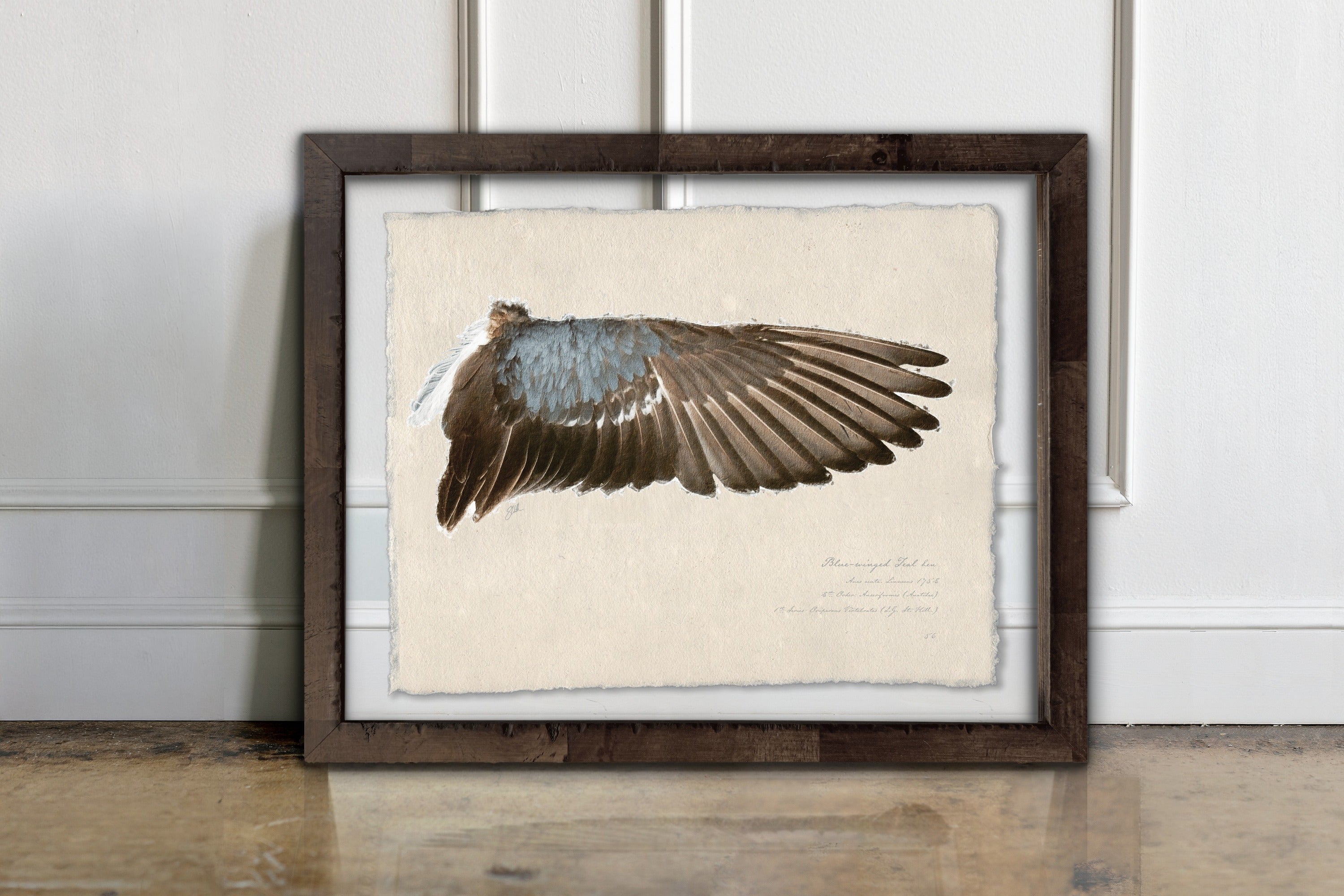 Duck Wings of the Mississippi Flyway - Blue-Winged Teal Hen
