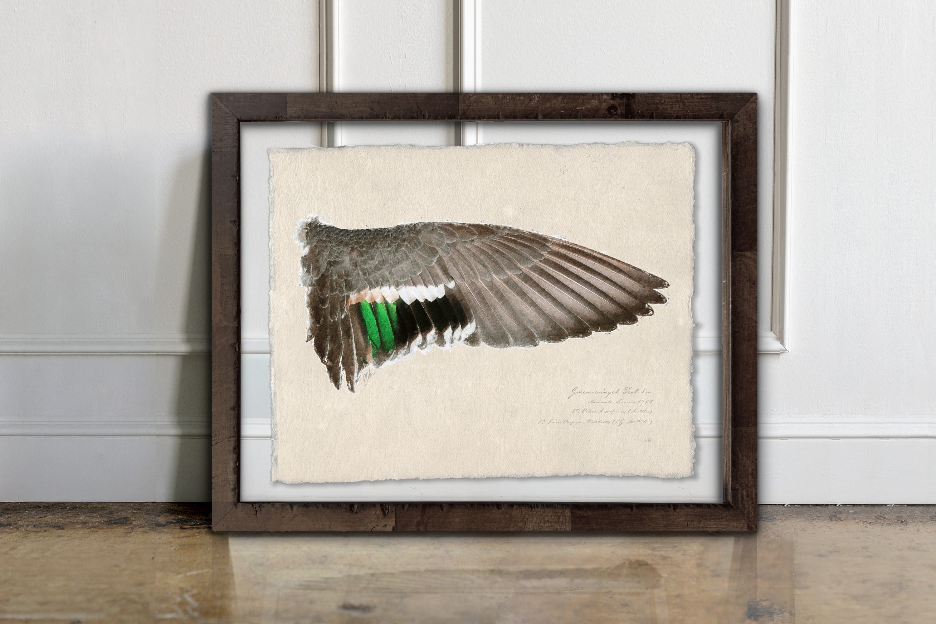 Duck Wings of the Mississippi Flyway - Green-Winged Teal Hen