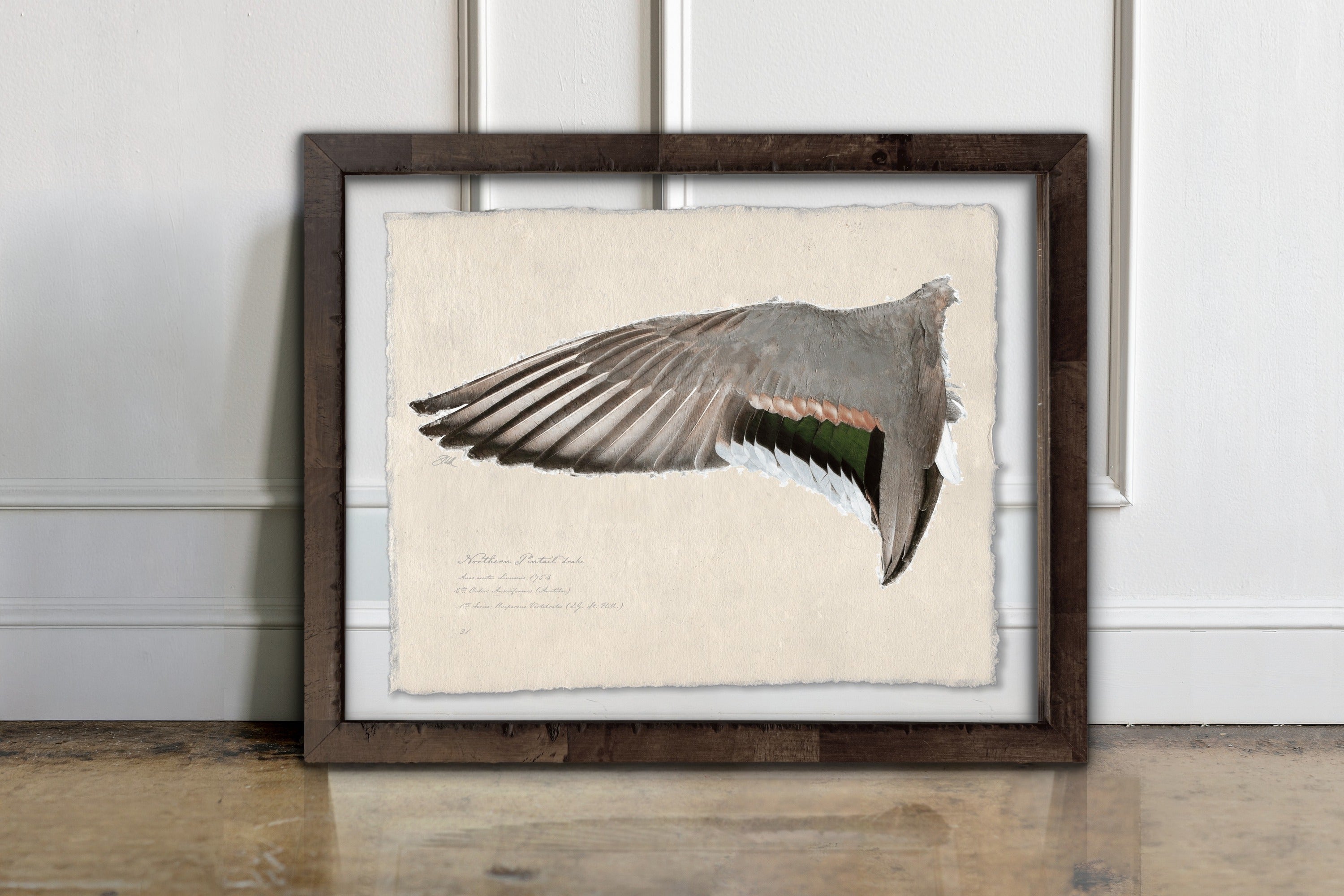 Duck Wings of the Mississippi Flyway - Northern Pintail Drake