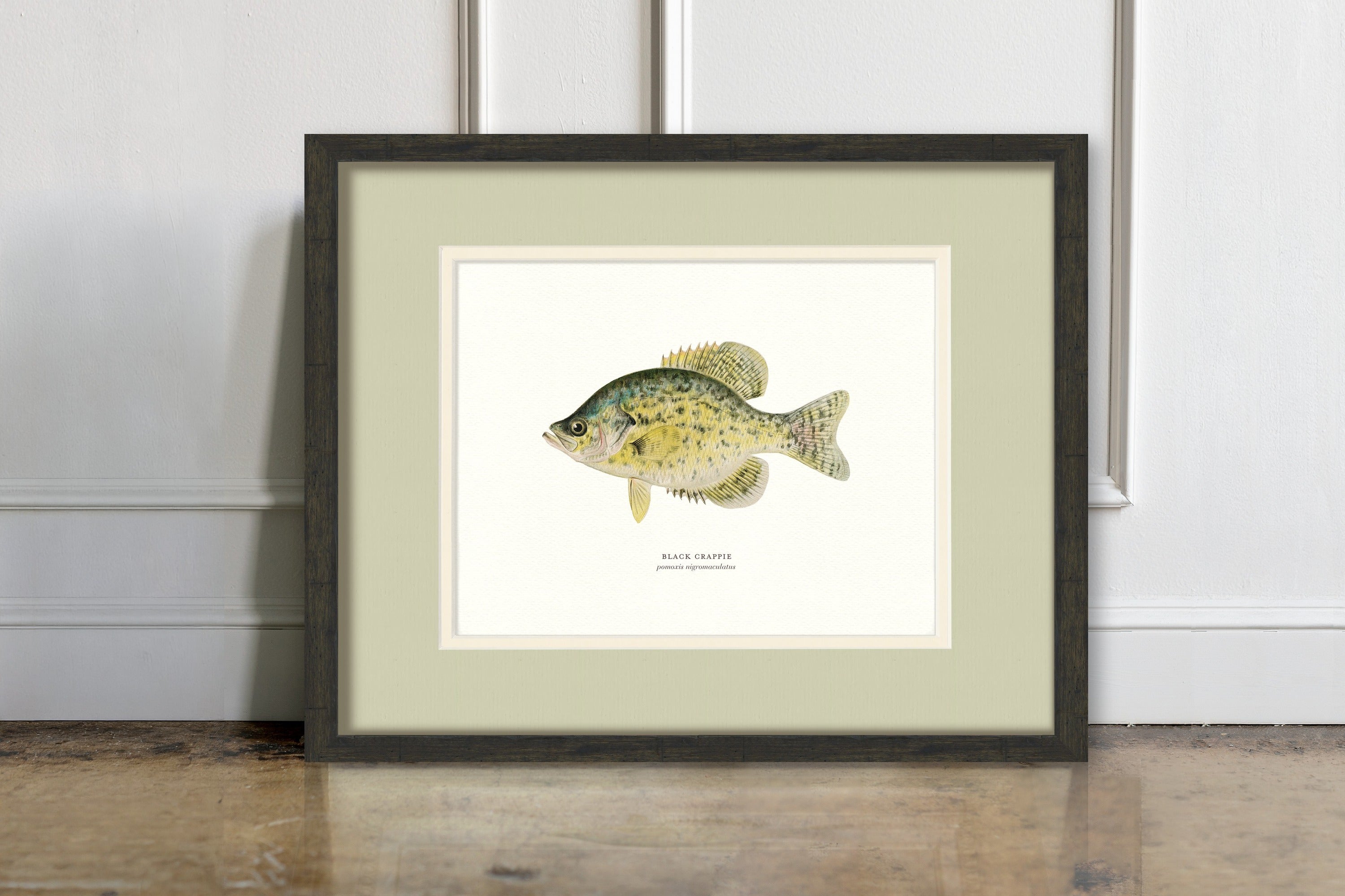Freshwater Fish Illustrations - Black Crappie