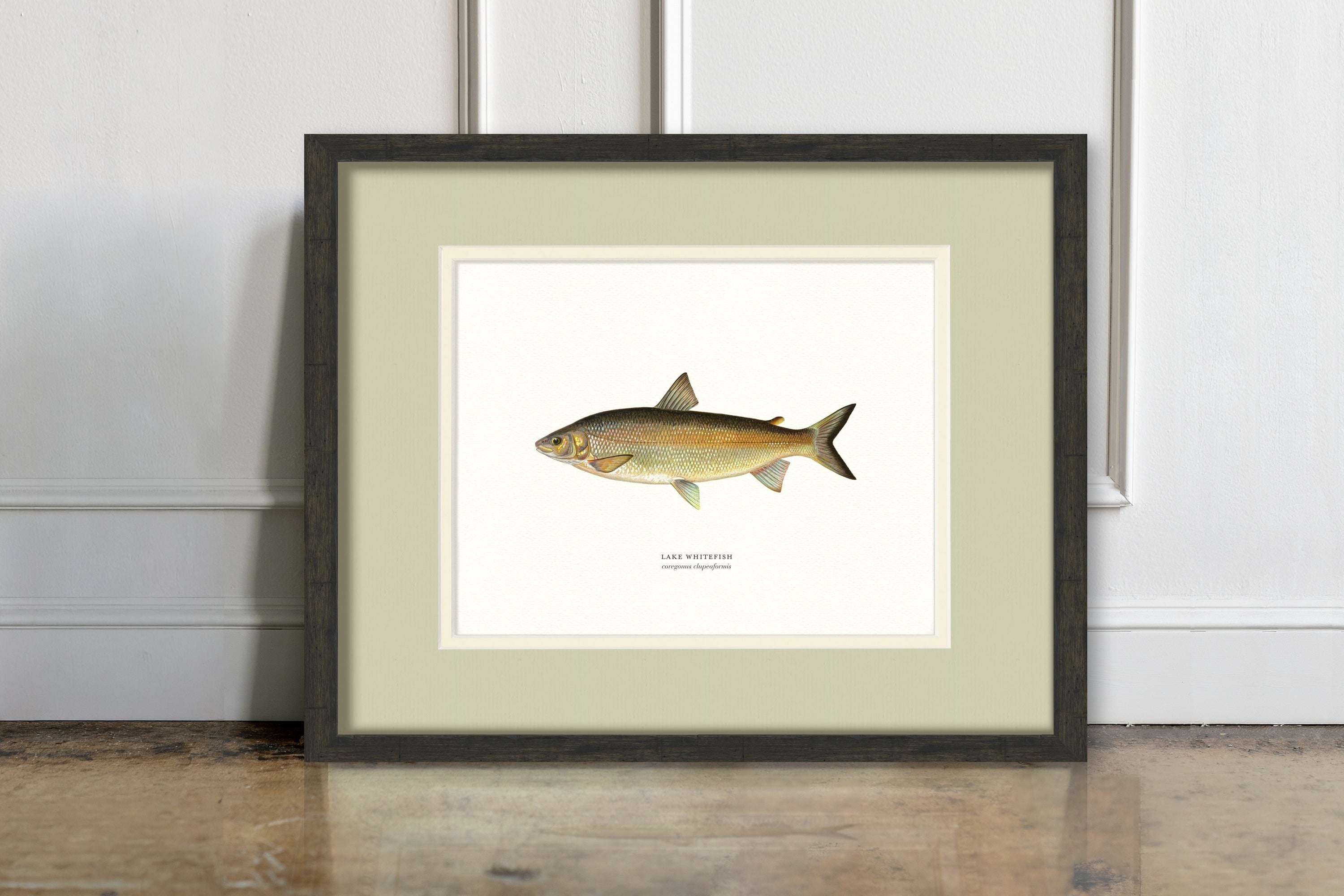 Freshwater Fish Illustrations - Lake Whitefish