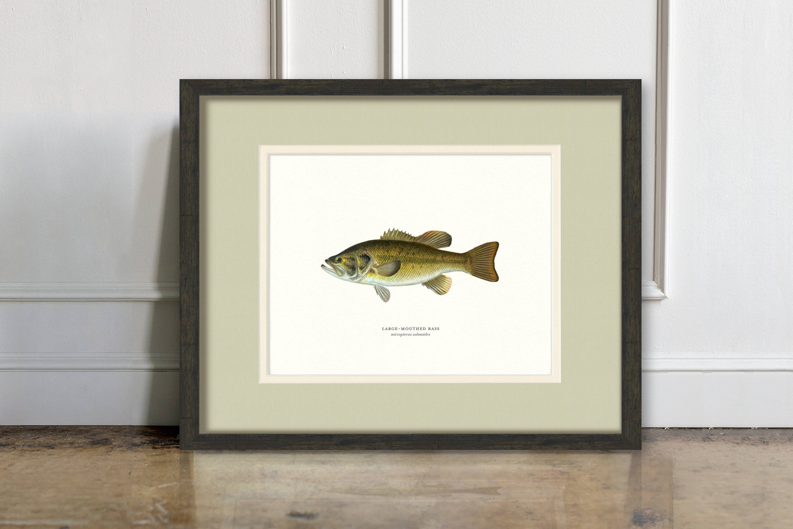 Freshwater Fish Illustrations - Large-Mouthed Bass