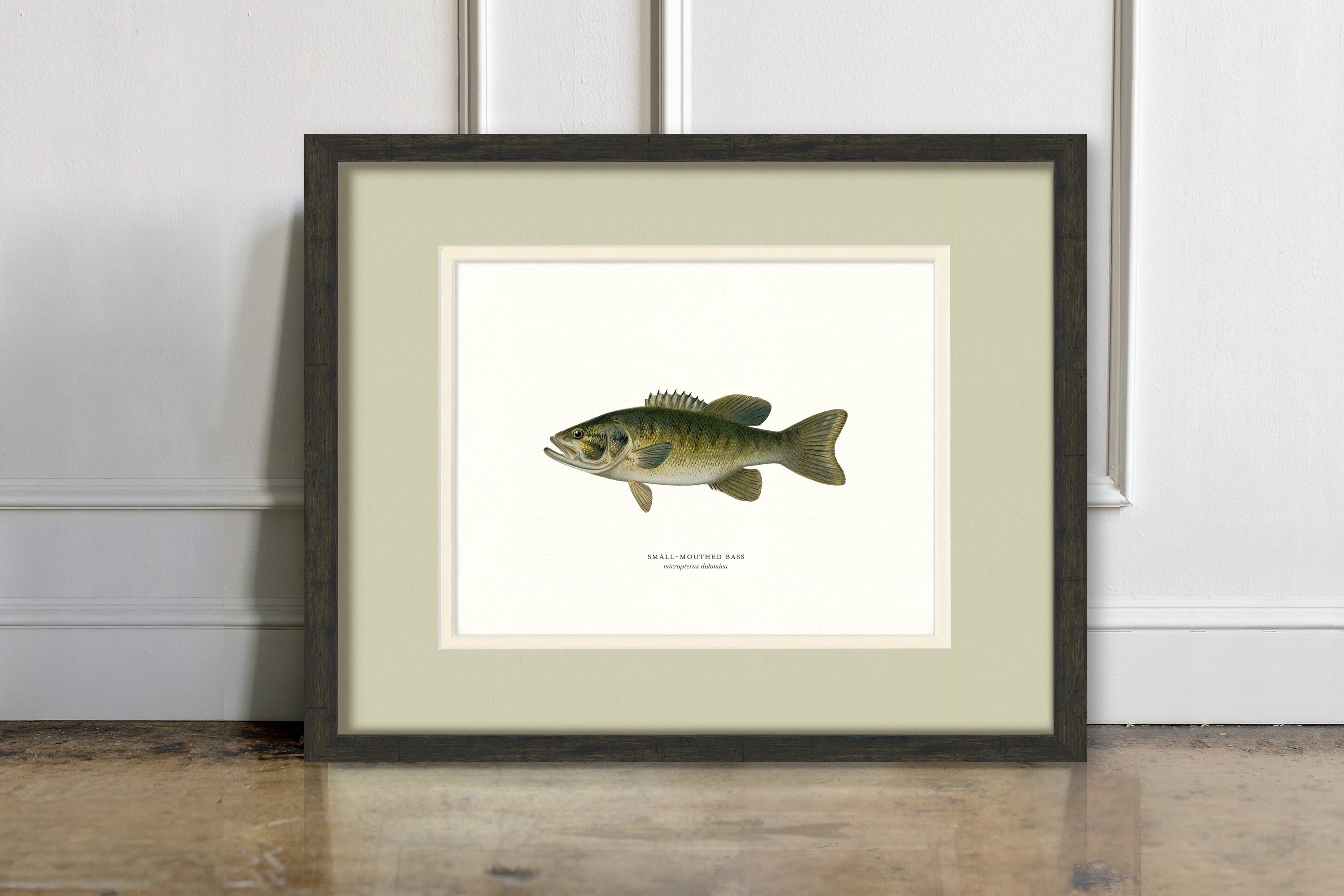 Freshwater Fish Illustrations - Small-Mouthed Bass