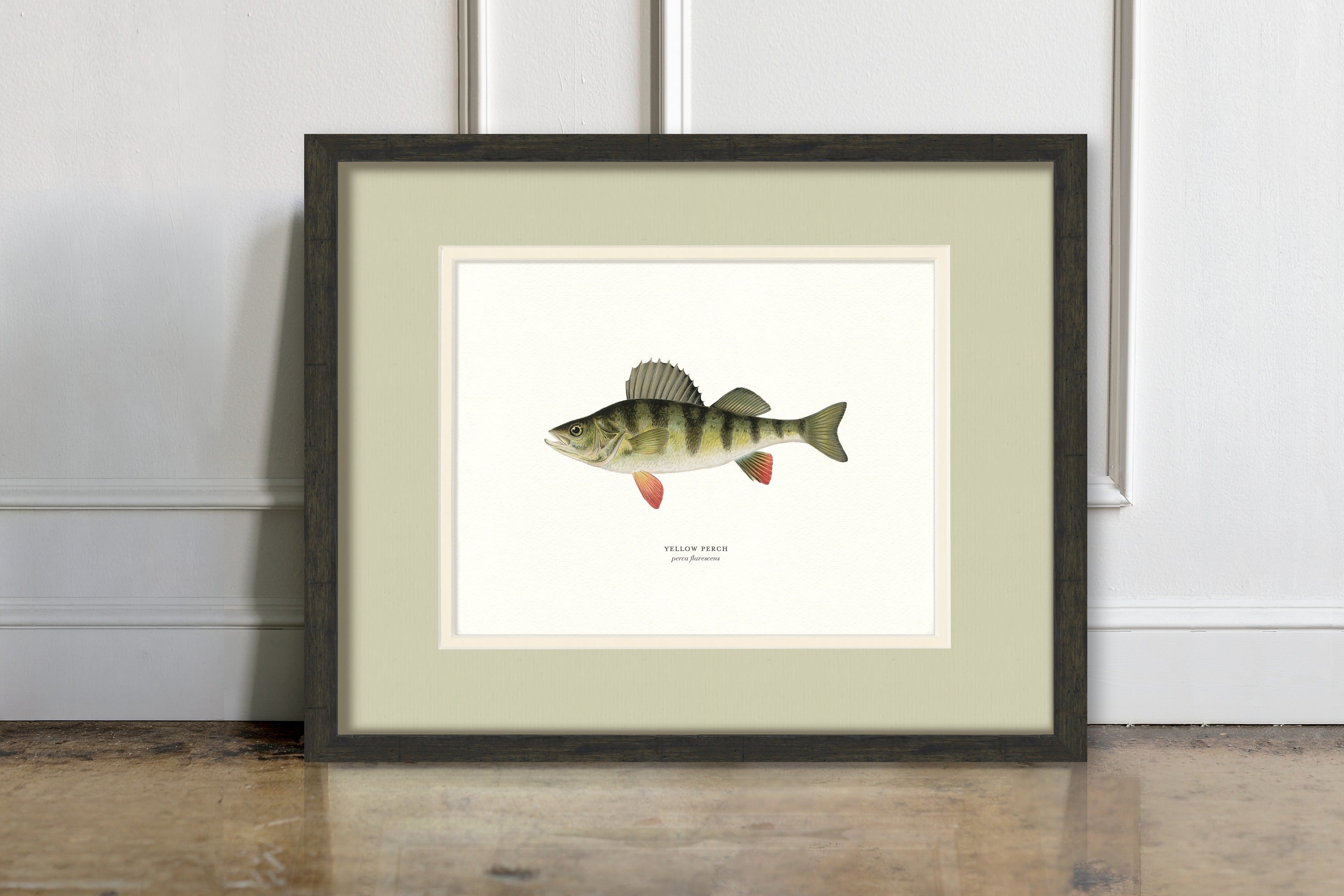Freshwater Fish Illustrations - Yellow Perch